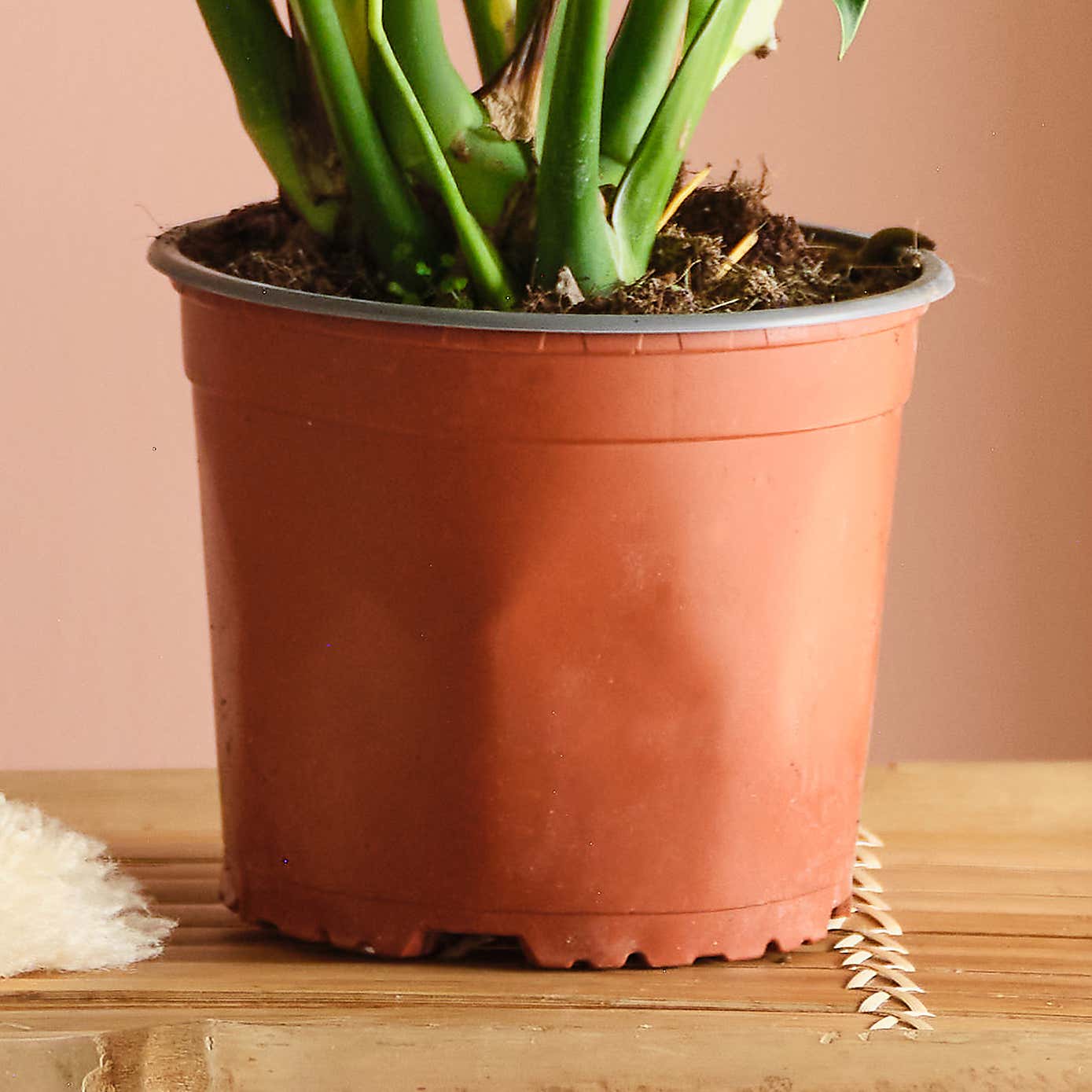 Swiss Cheese House Plant