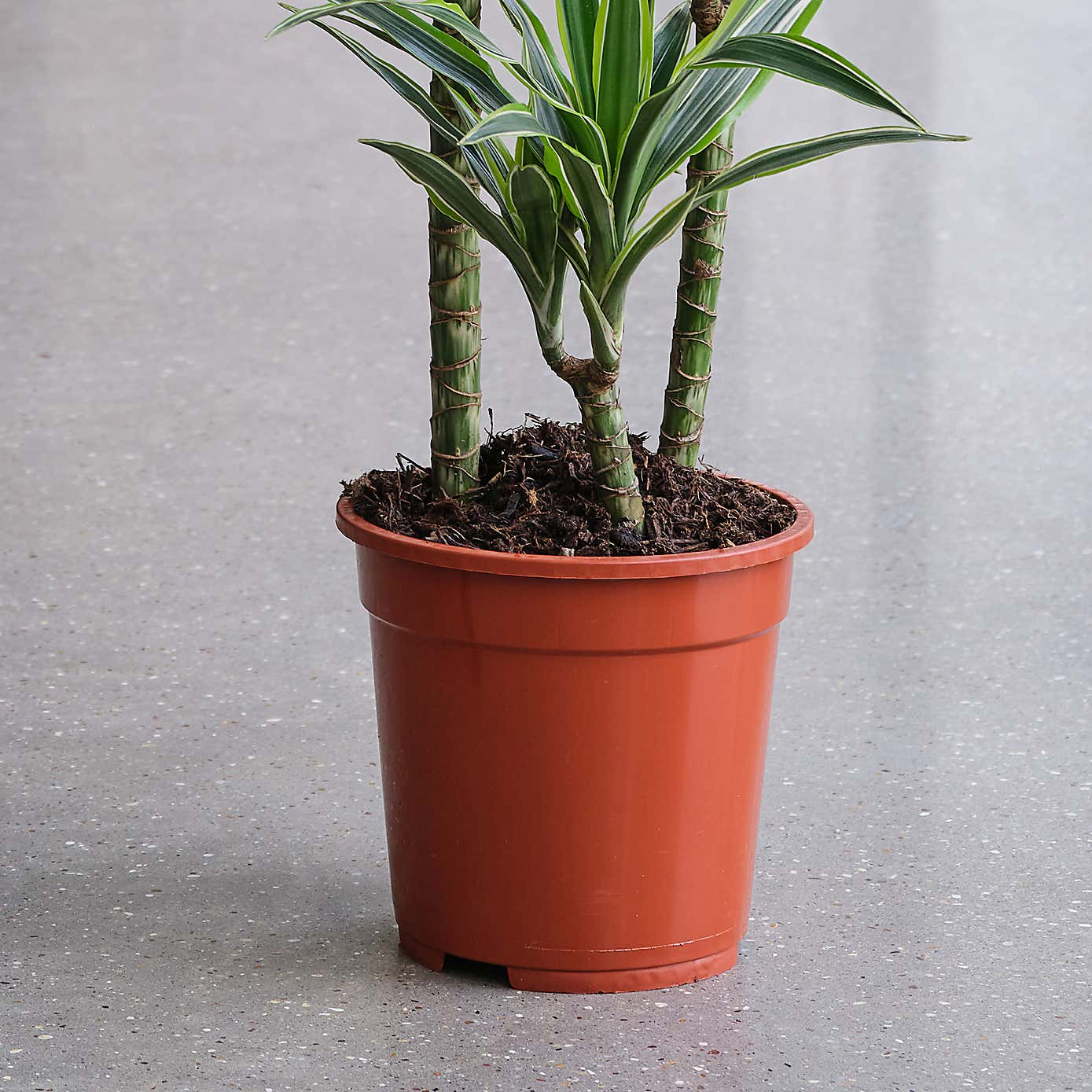 Dracaena Lemon & Lime House Plant