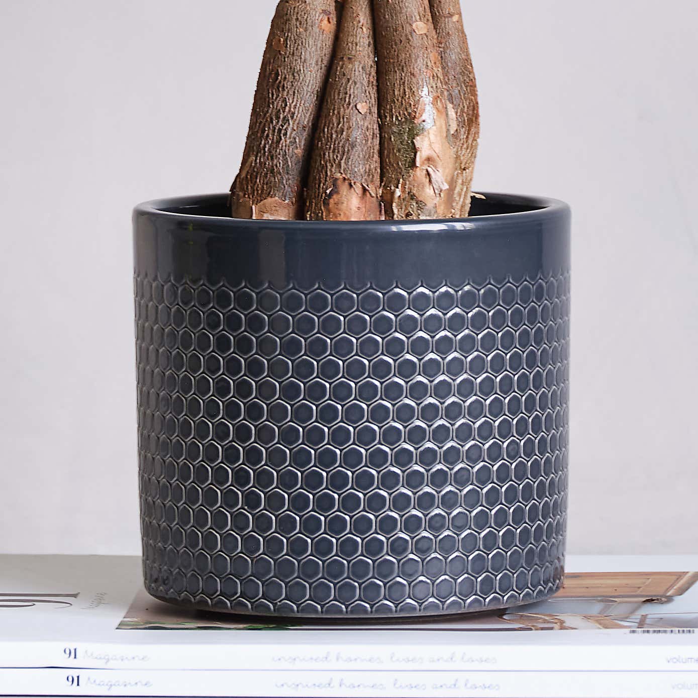 Money Tree House Plant in Capri Pot