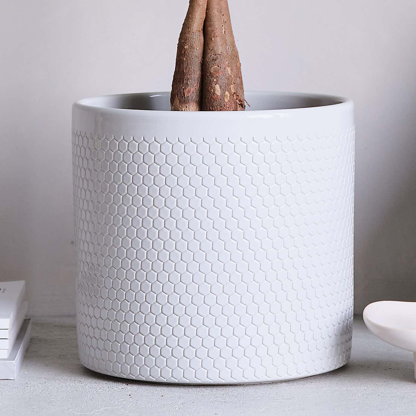 Money Tree House Plant in Capri Pot