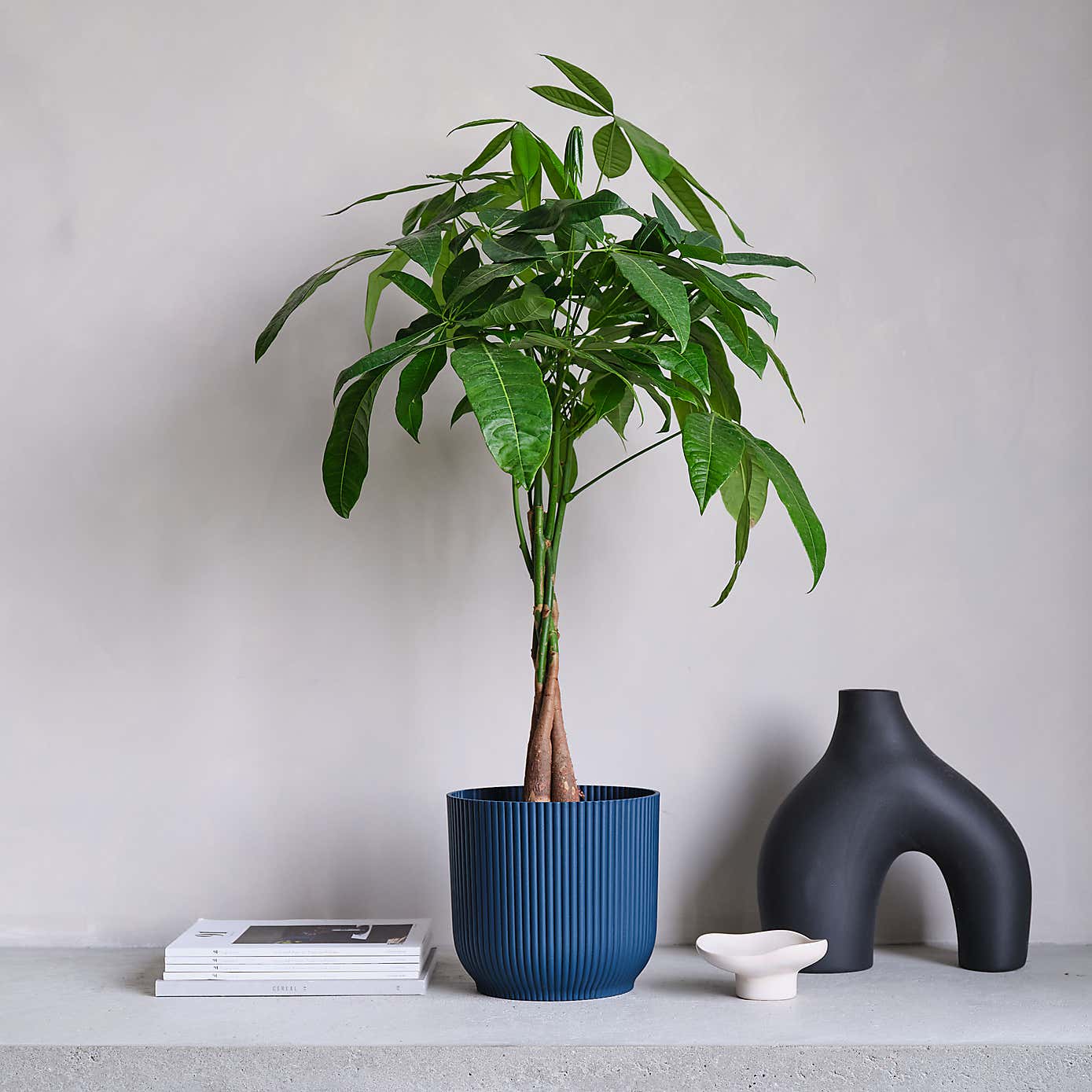 Money Tree House Plant in Elho Pot