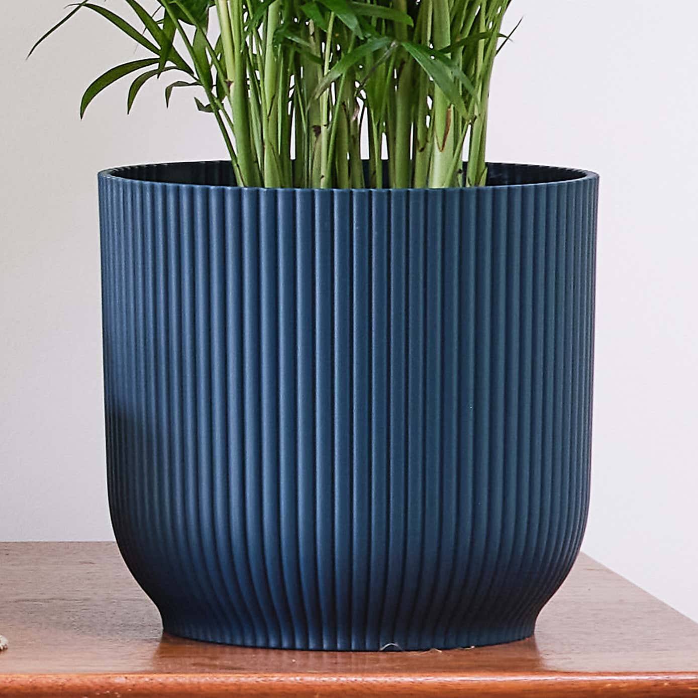 Business Potted House Plant Bundle