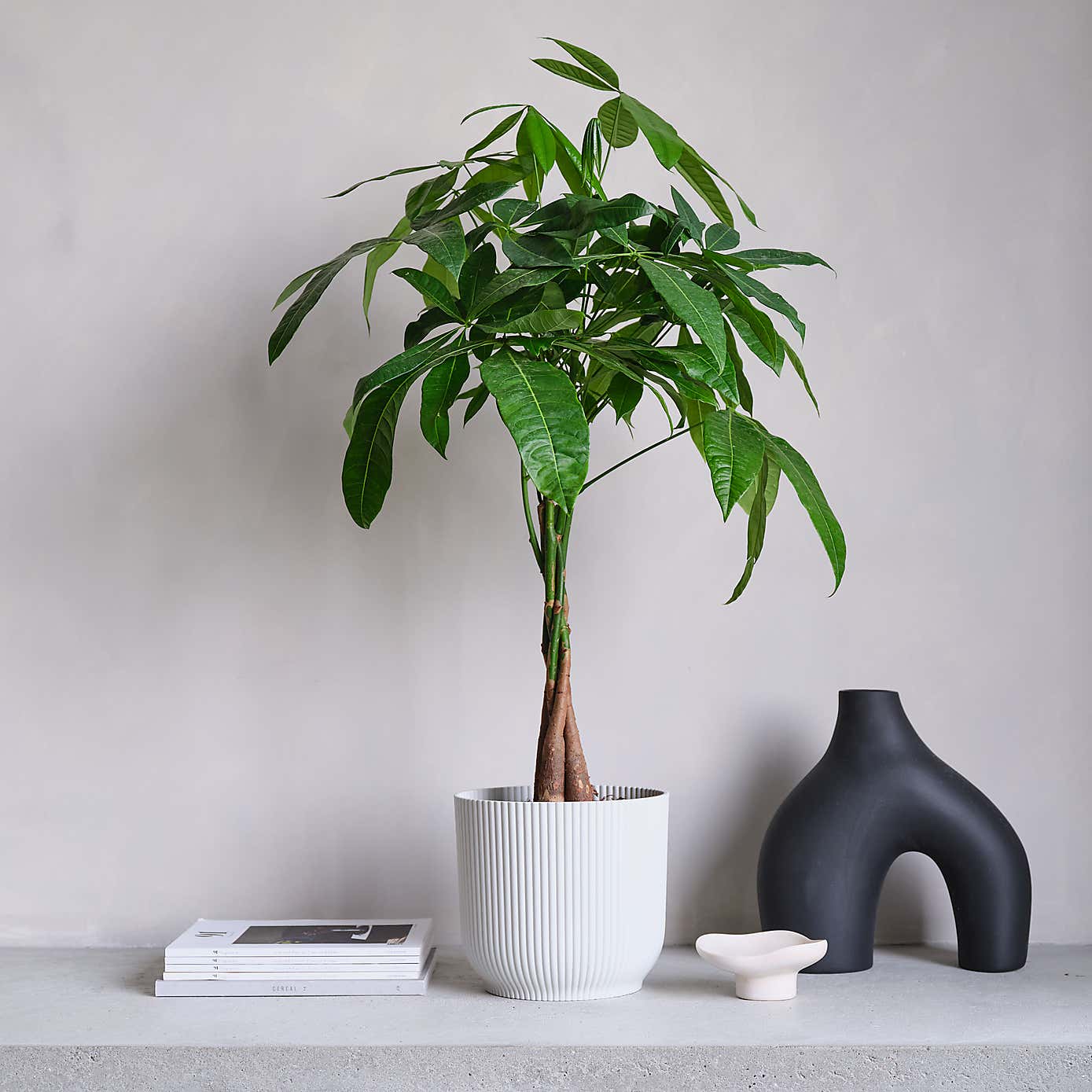 Money Tree House Plant in Elho Pot