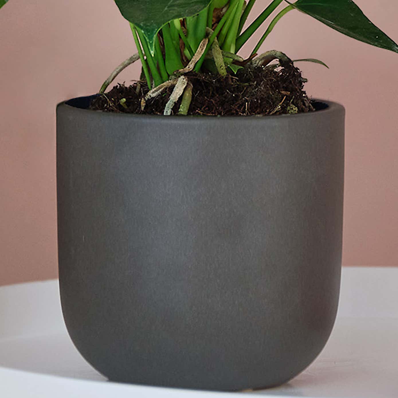 Peach Anthurium House Plant in Earthenware Pot