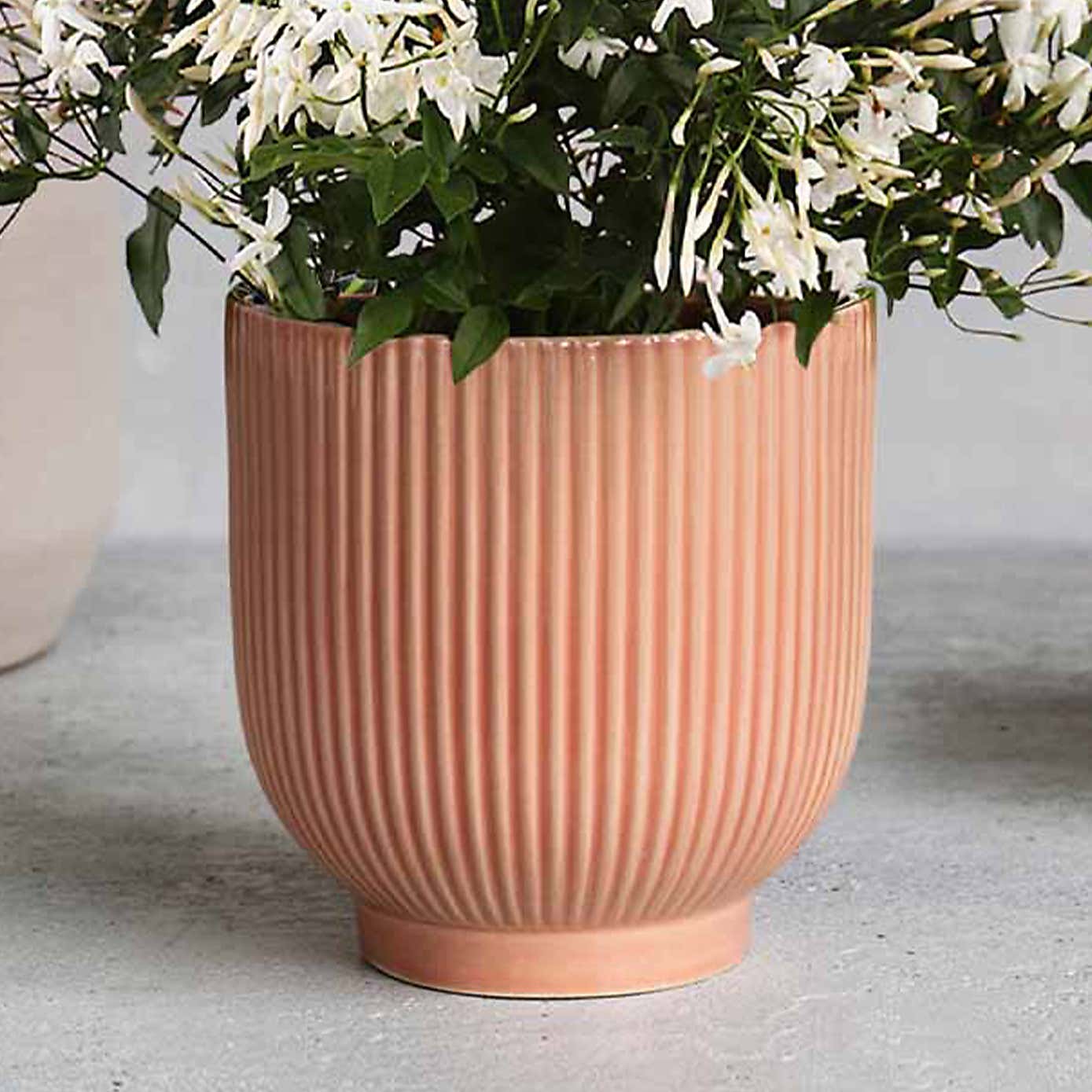 Jasmine House Plant in Ribbed Ceramic Pot