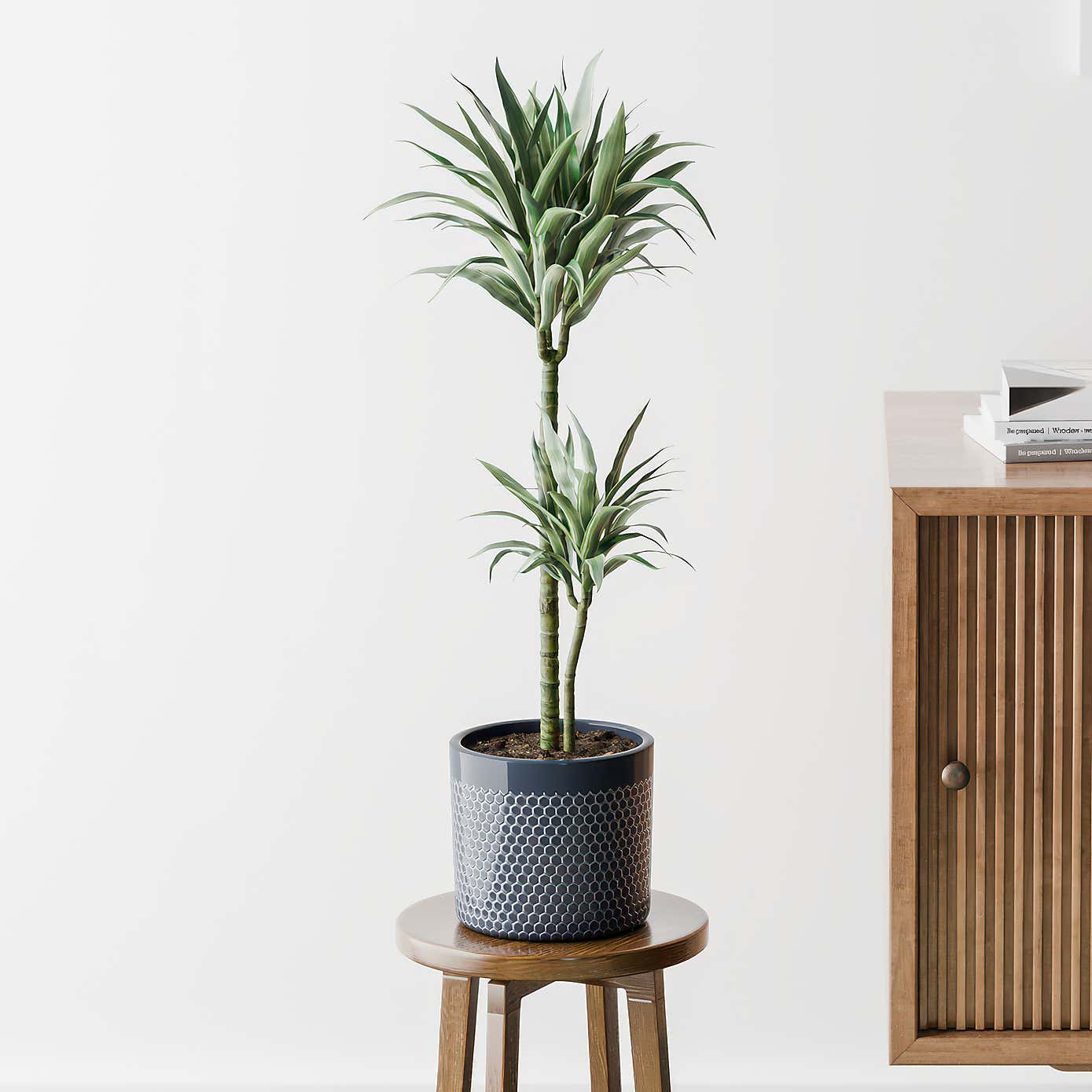 Beards & Daisies Dracaena Warneckei House Plant in Capri Pot