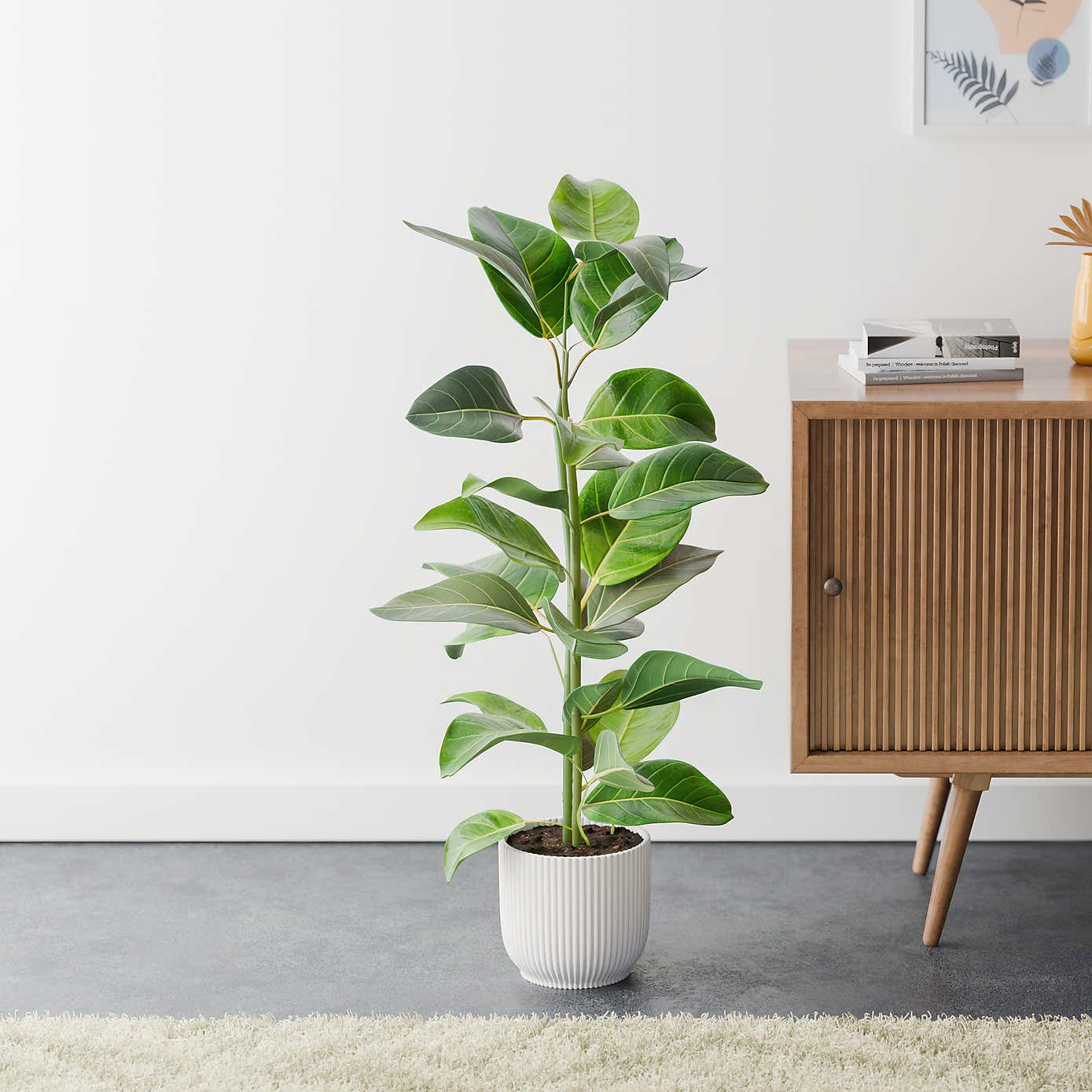 Bengal Fig House Plant in Elho Vibes Pot