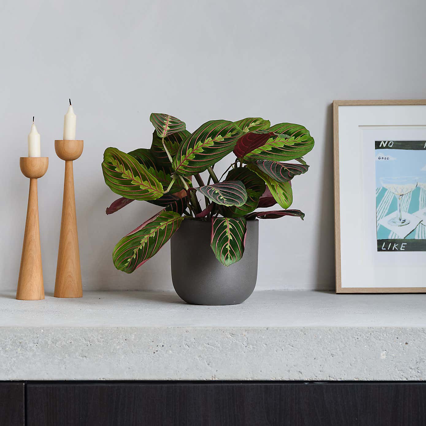 Prayer House Plant in Earthenware Pot