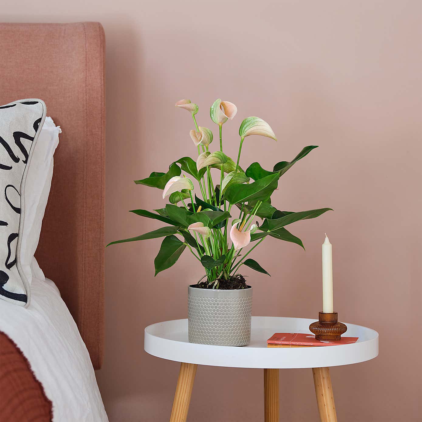 Peach Anthurium House Plant in Capri Pot