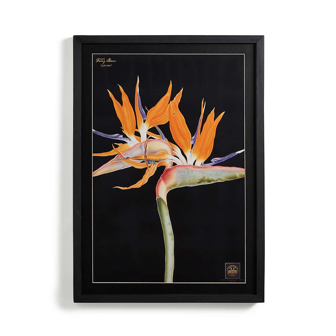 Bird of Paradise Framed Print