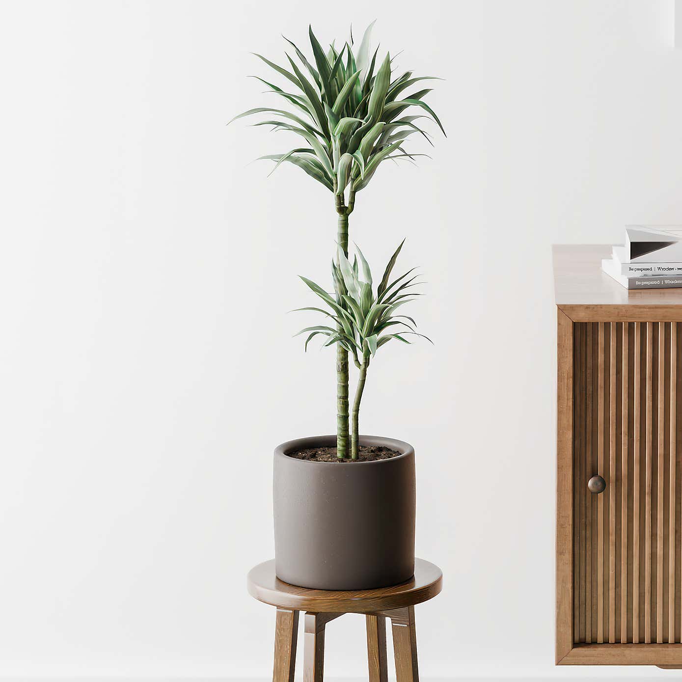 Beards & Daisies Dracaena Warneckei House Plant in Earthenware Pot