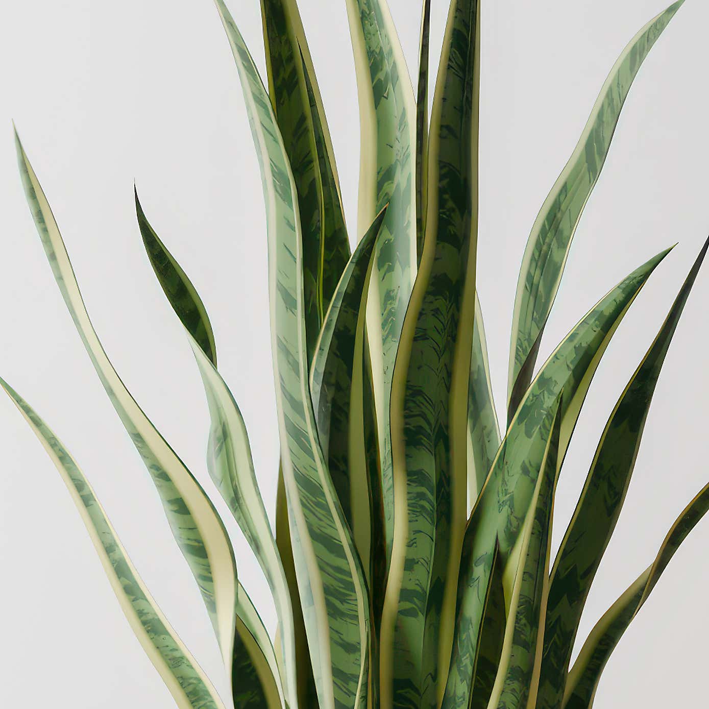 Beards & Daisies Snake Plant House Plant in Vibes Pot