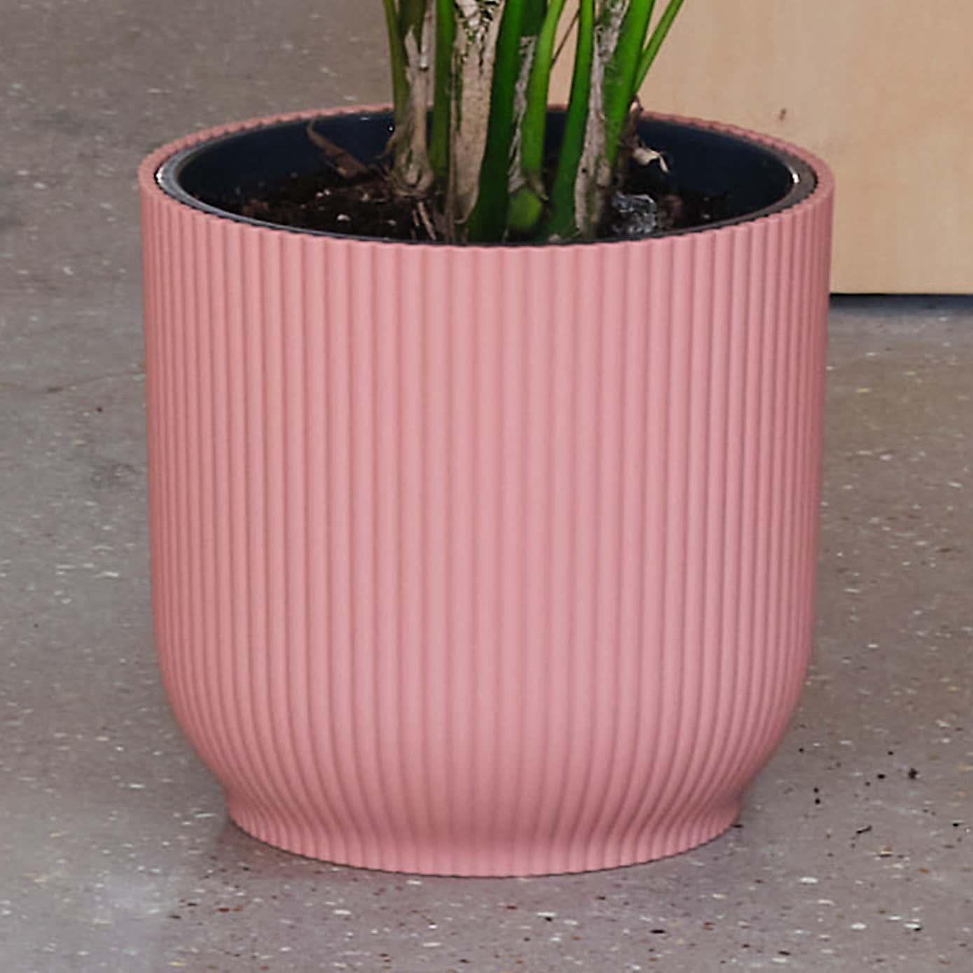 Kentia Palm House Plant in Elho Pot