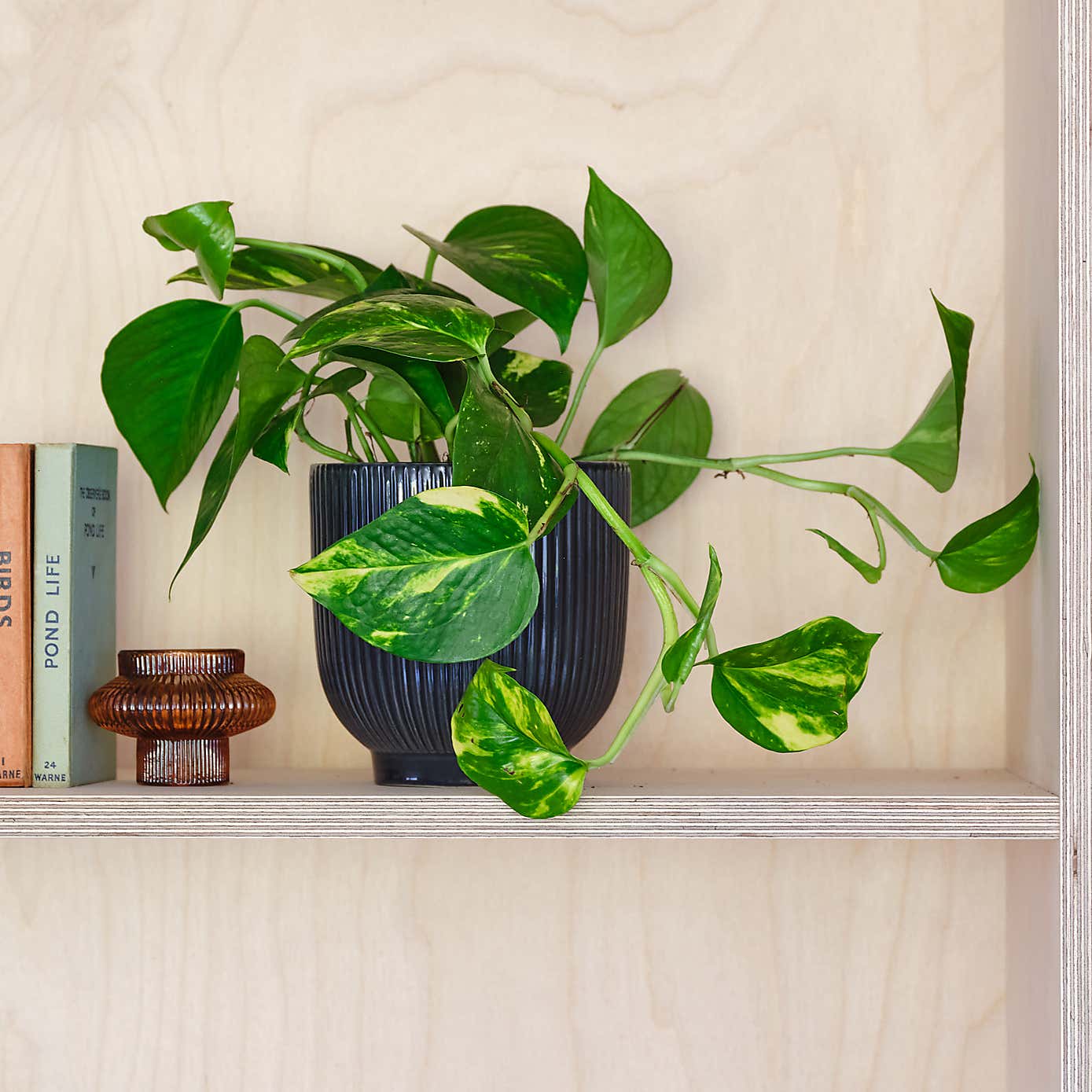 Devil's Ivy House Plant in Ribbed Pot