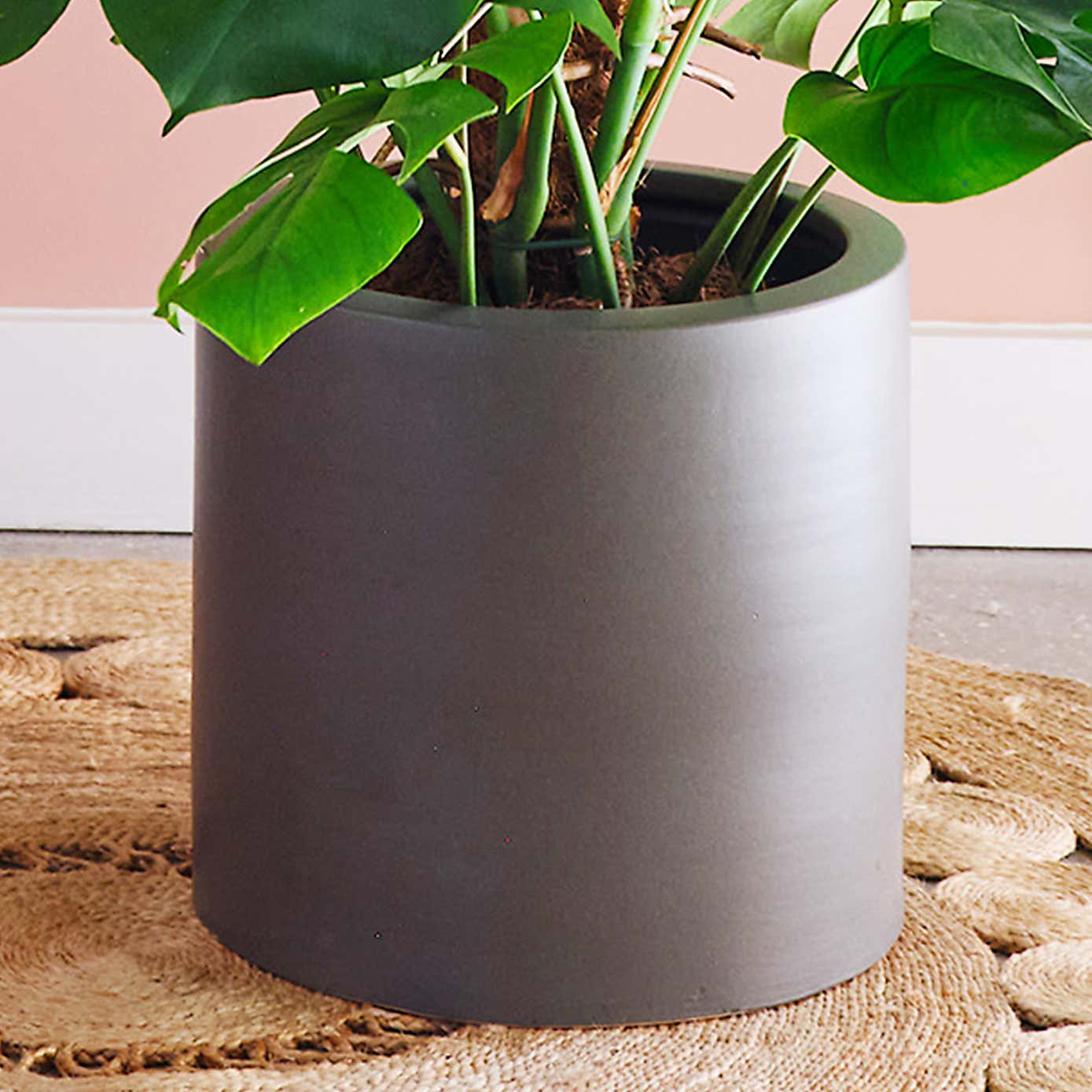 Swiss Cheese House Plant in Earthenware Pot