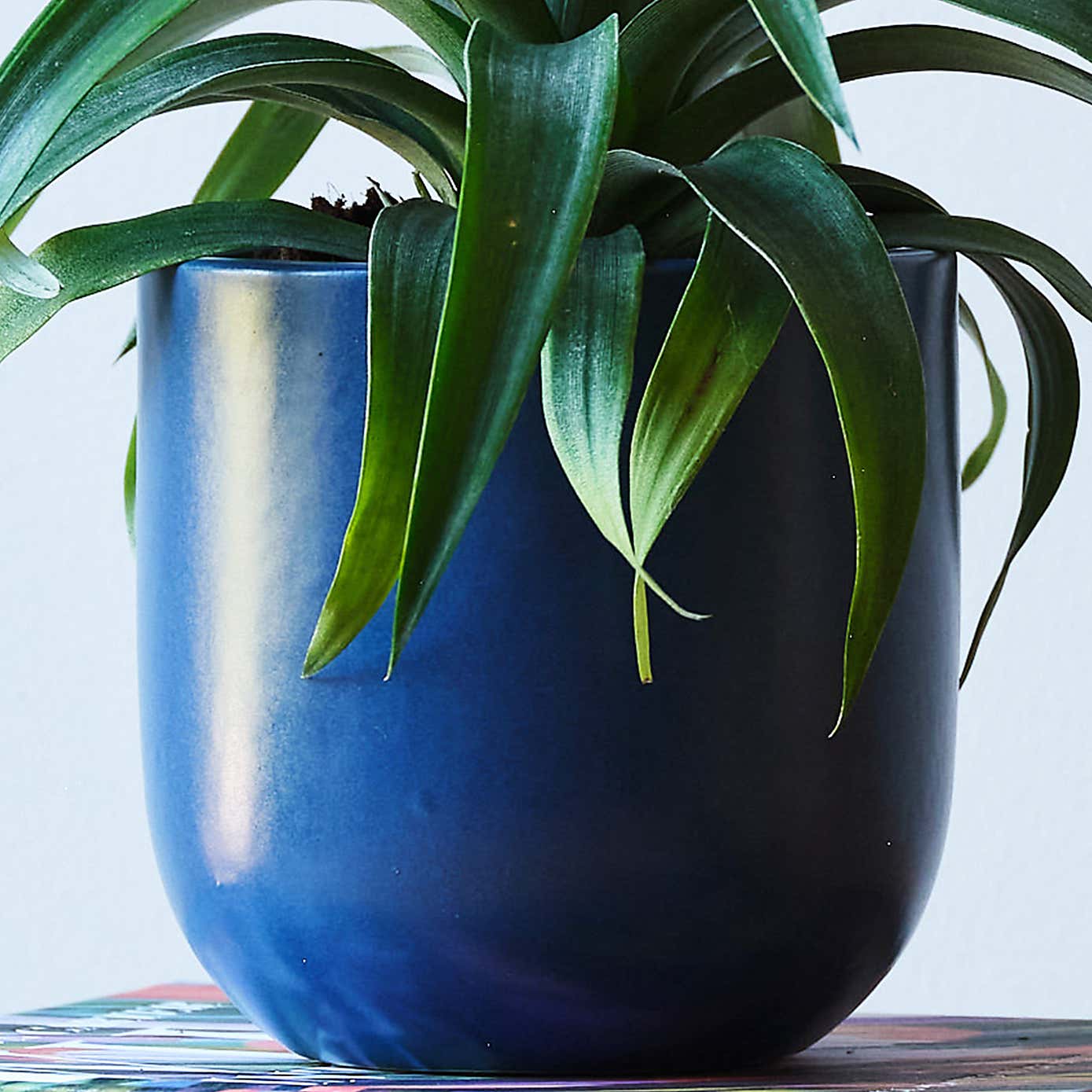 Pineapple House Plant in Earthenware Pot