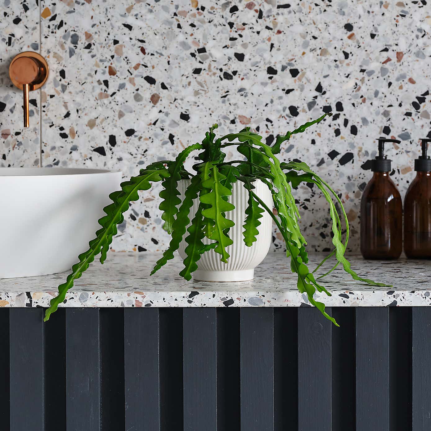 Fishbone Cactus House Plant in Ribbed Pot