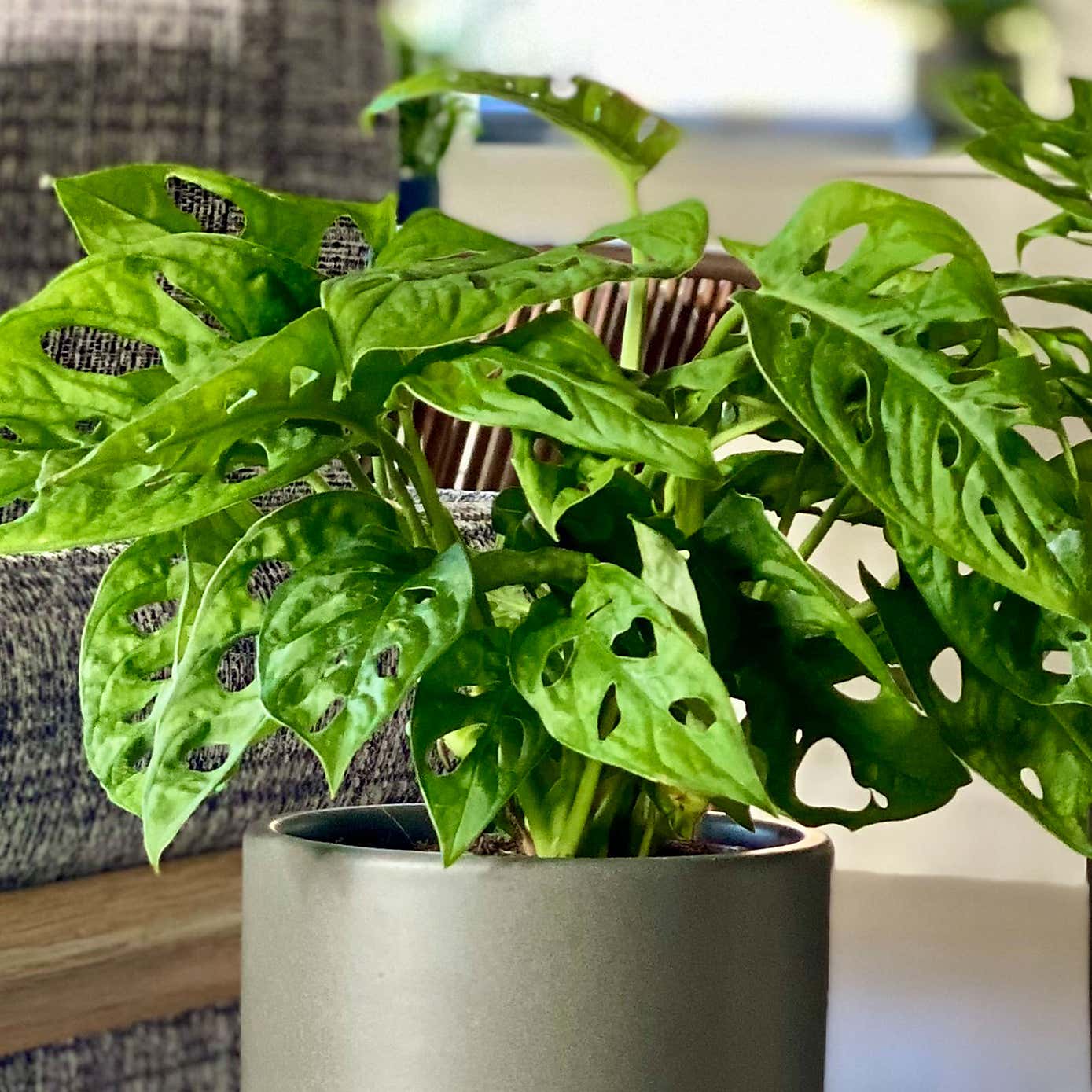 Swiss Cheese Obliqua Potted House Plant Bundle