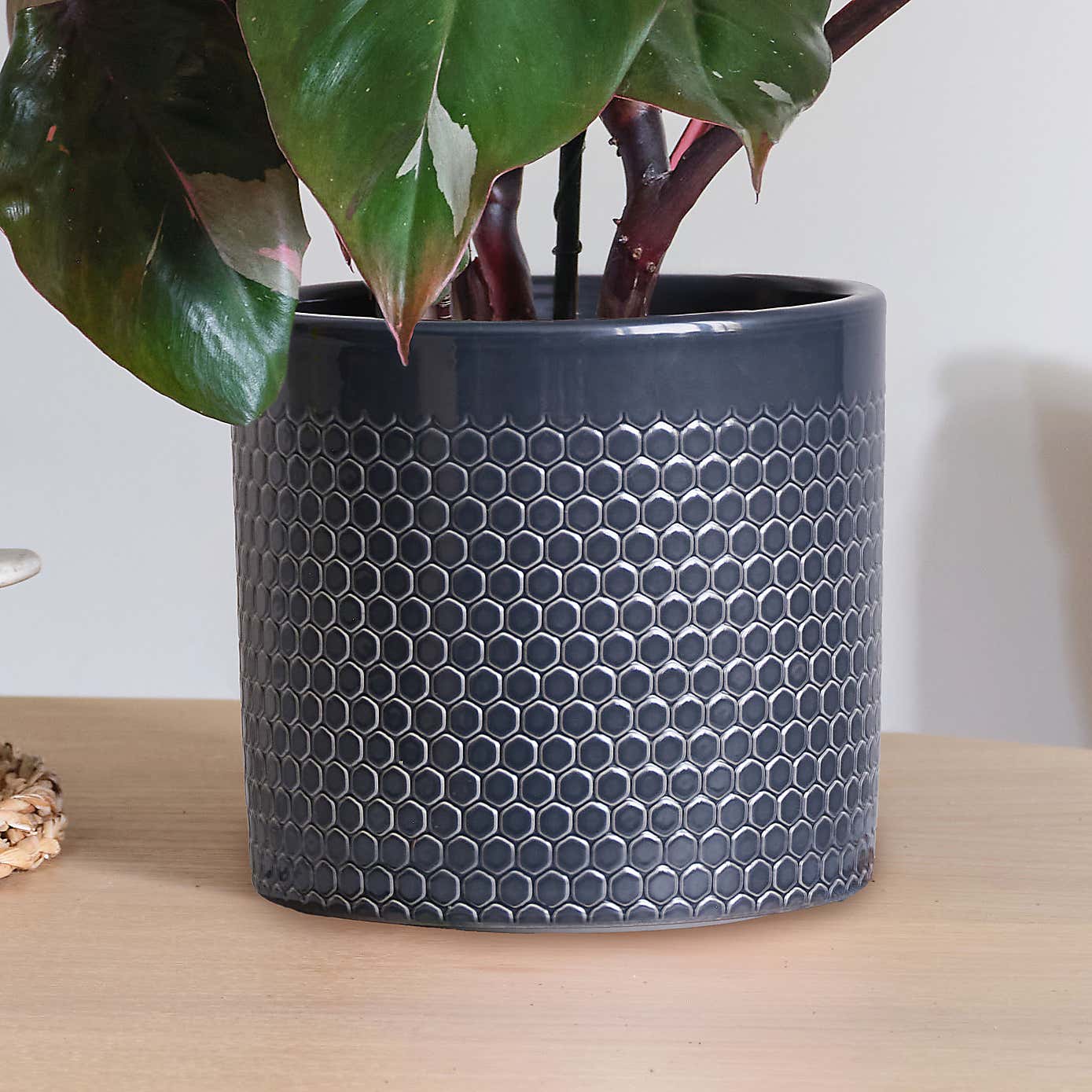 Philodendron Pink Princess in Capri Pot