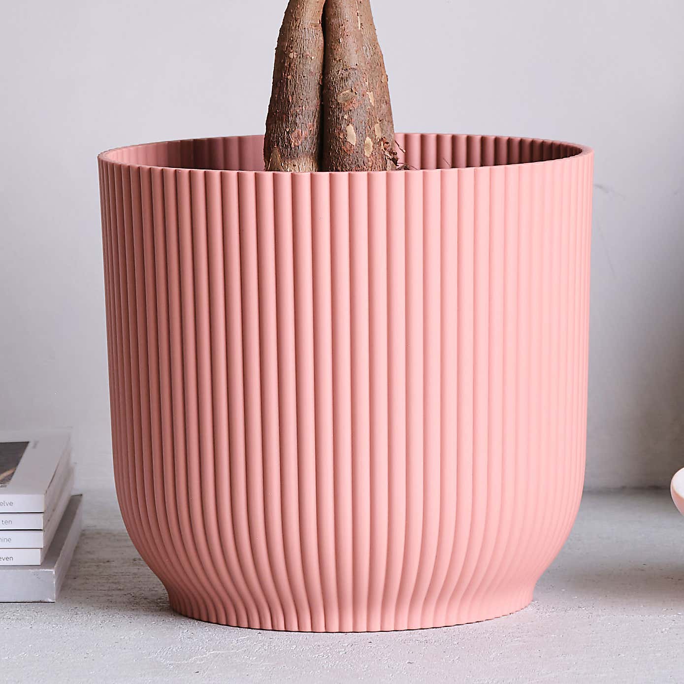 Money Tree House Plant in Elho Pot