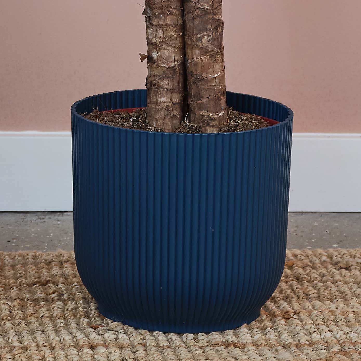 Yucca House Plant in Elho Pot