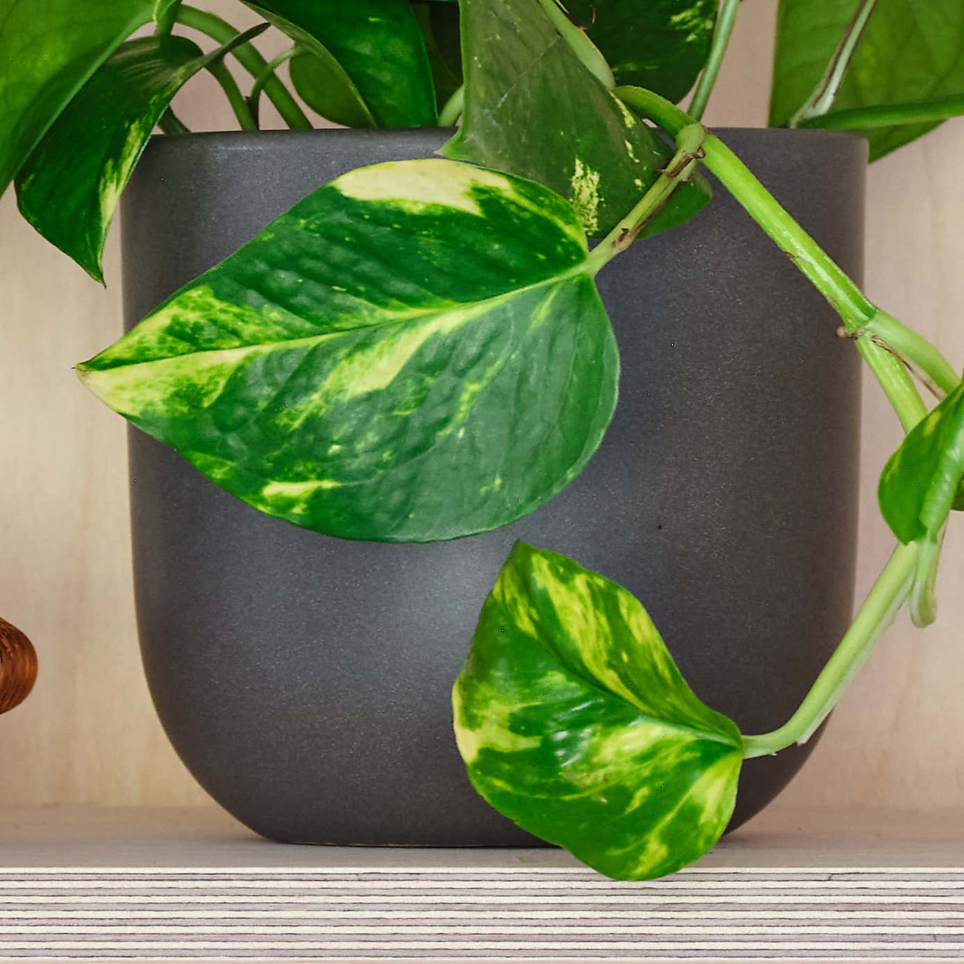 Devil's Ivy House Plant in Earthenware Pot