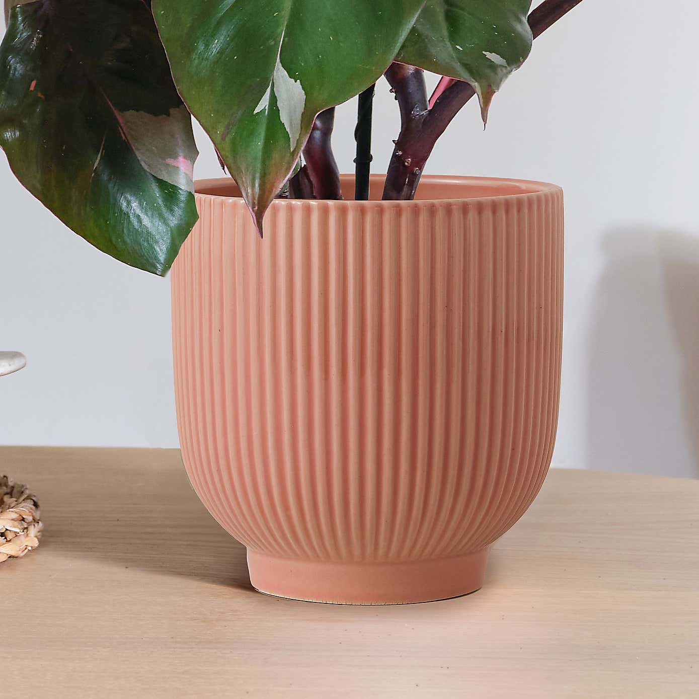 Philodendron Pink Princess in Ribbed Ceramic Pot