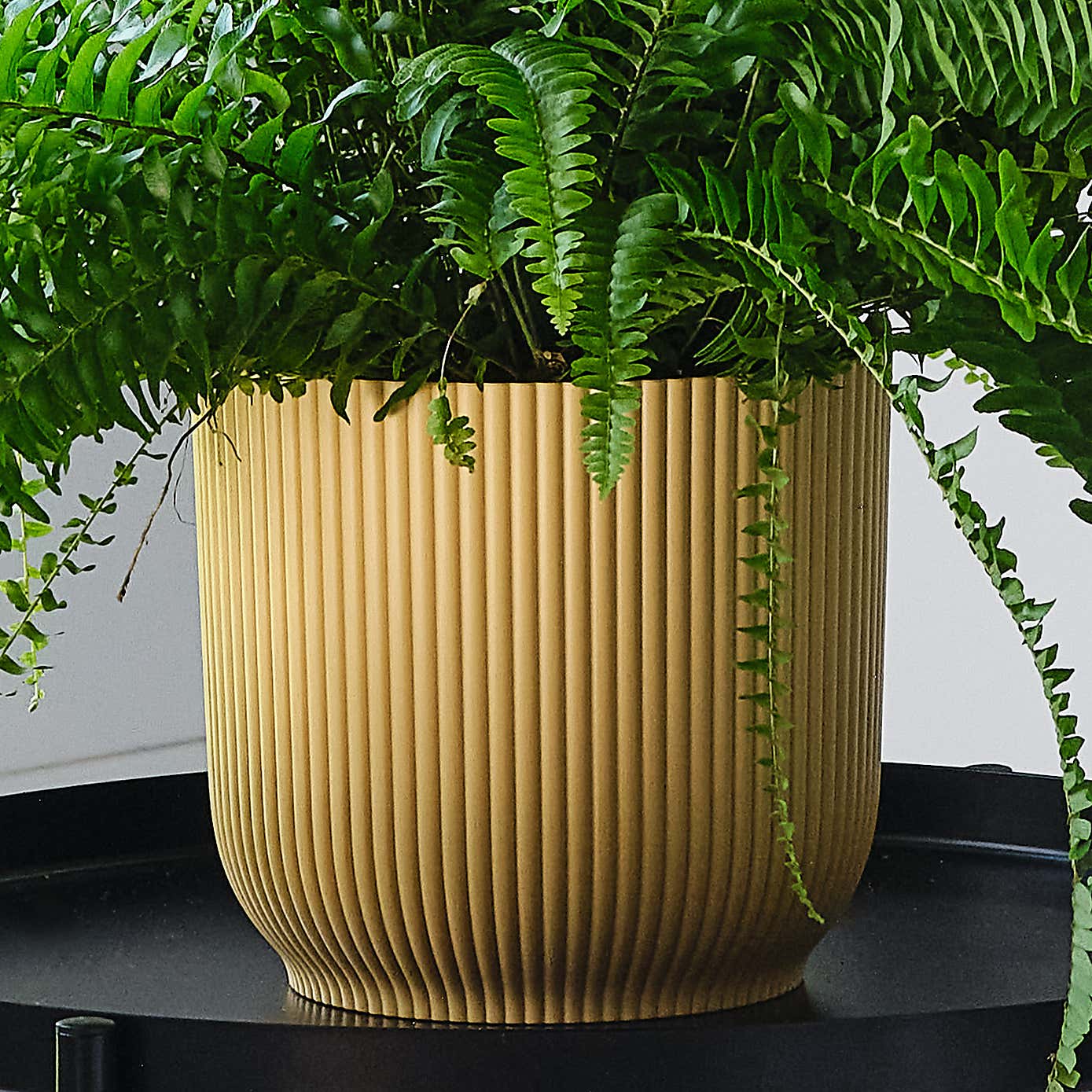 Boston Fern House Plant in Elho Pot