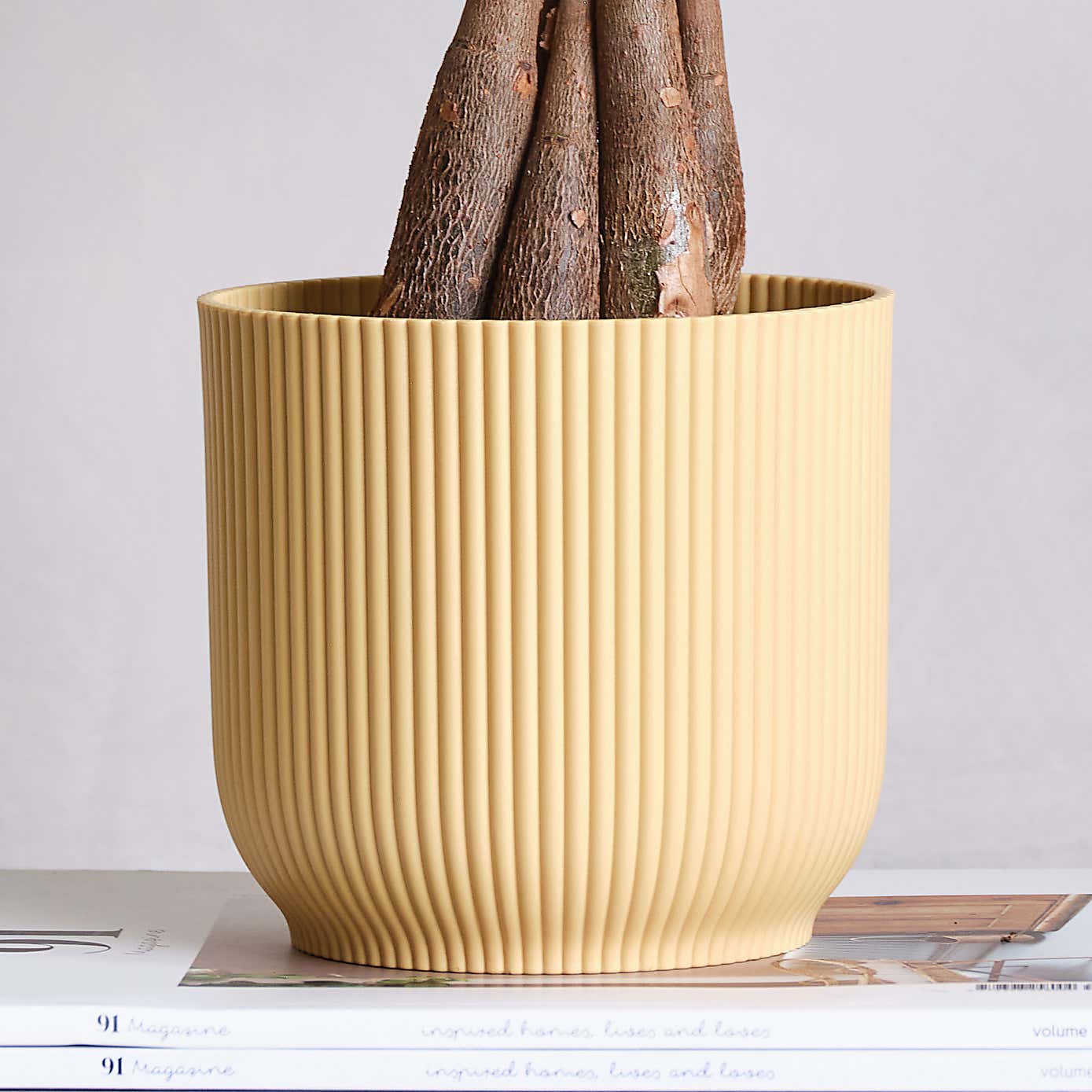 Money Tree House Plant in Elho Pot