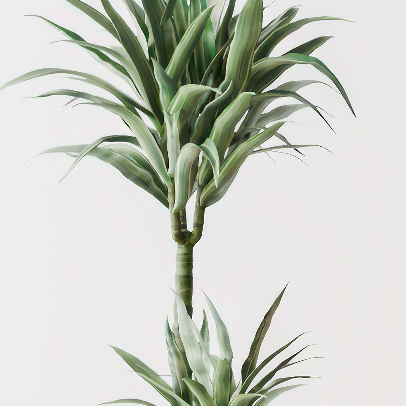 Beards & Daisies Dracaena Warneckei House Plant