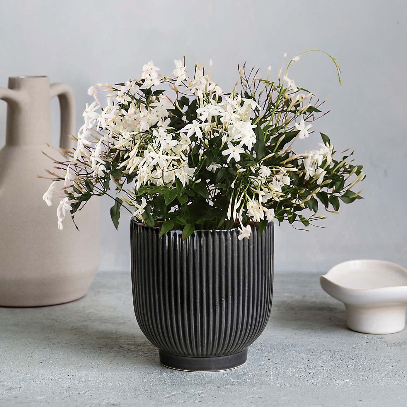 Jasmine House Plant in Ribbed Ceramic Pot