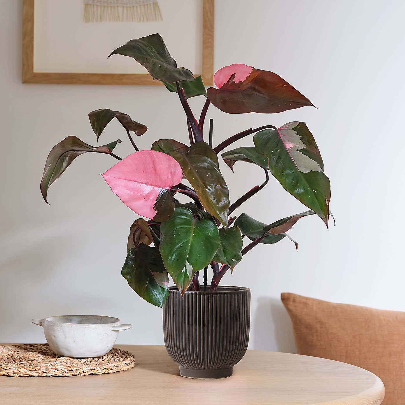 Philodendron Pink Princess in Ribbed Ceramic Pot