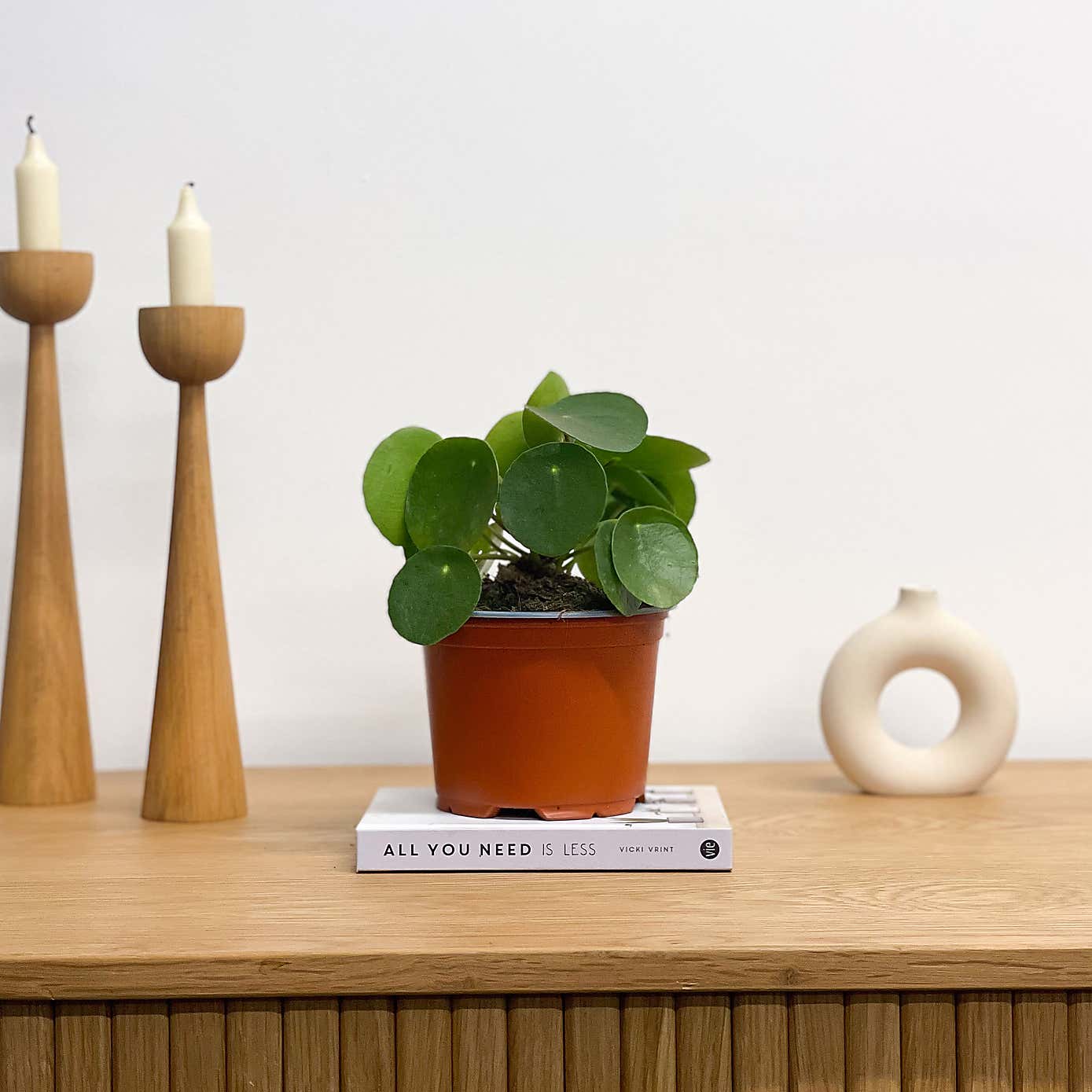 Chinese Money House Plant