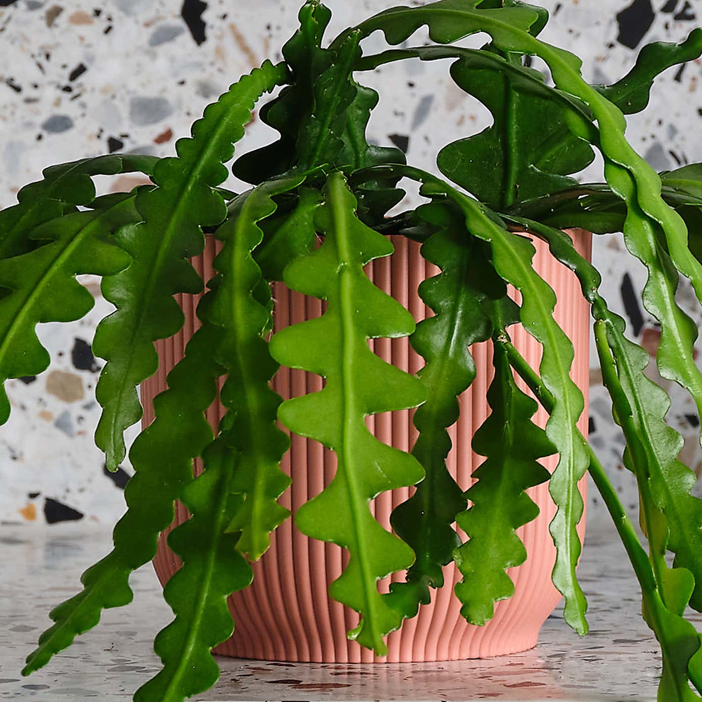 Fishbone Cactus House Plant in Elho Pot
