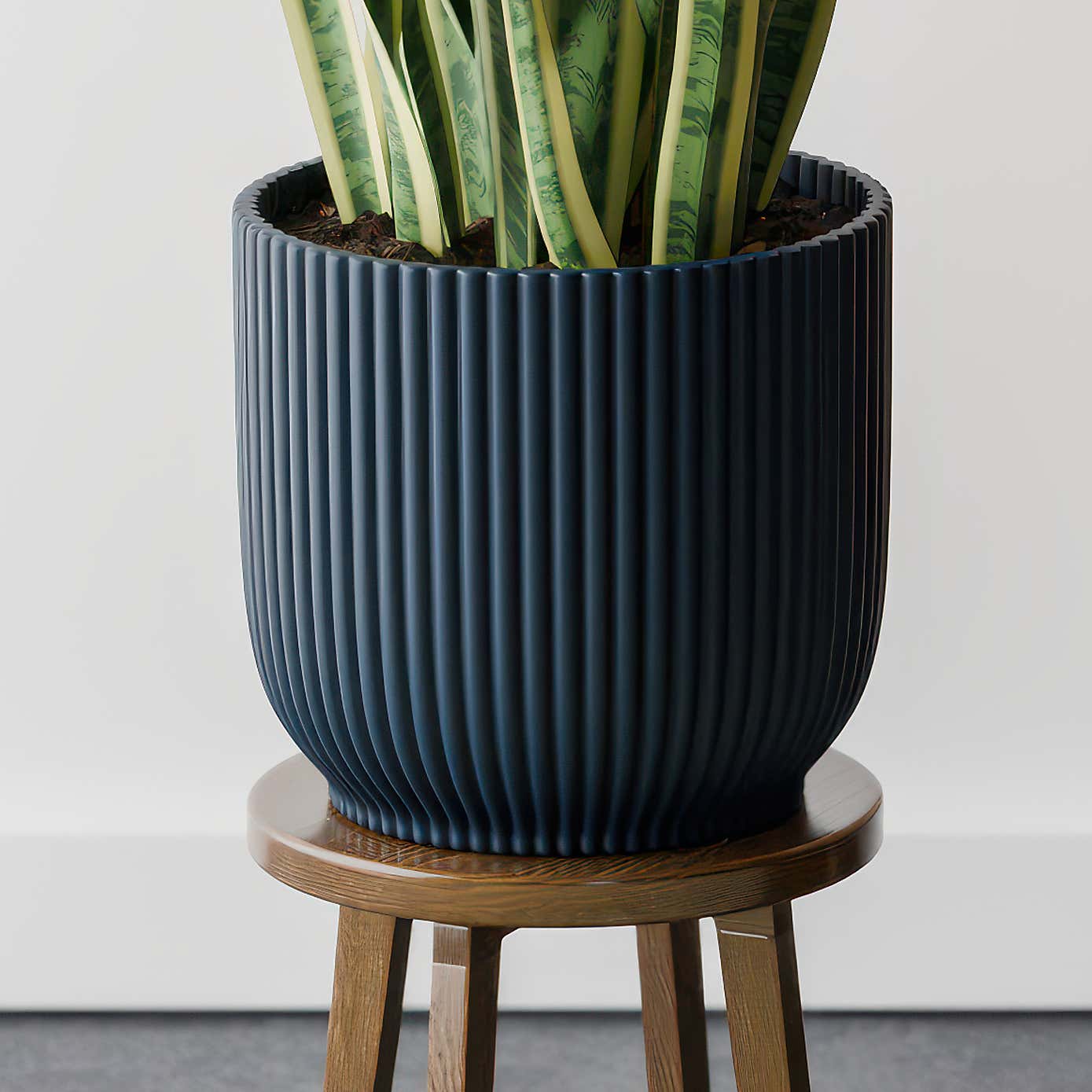 Beards & Daisies Snake Plant House Plant in Vibes Pot