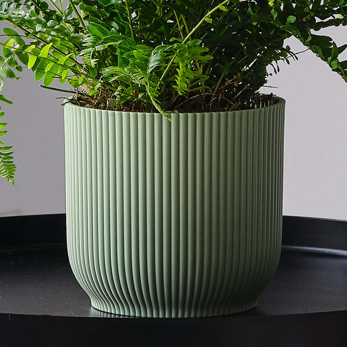 Boston Fern House Plant in Elho Pot