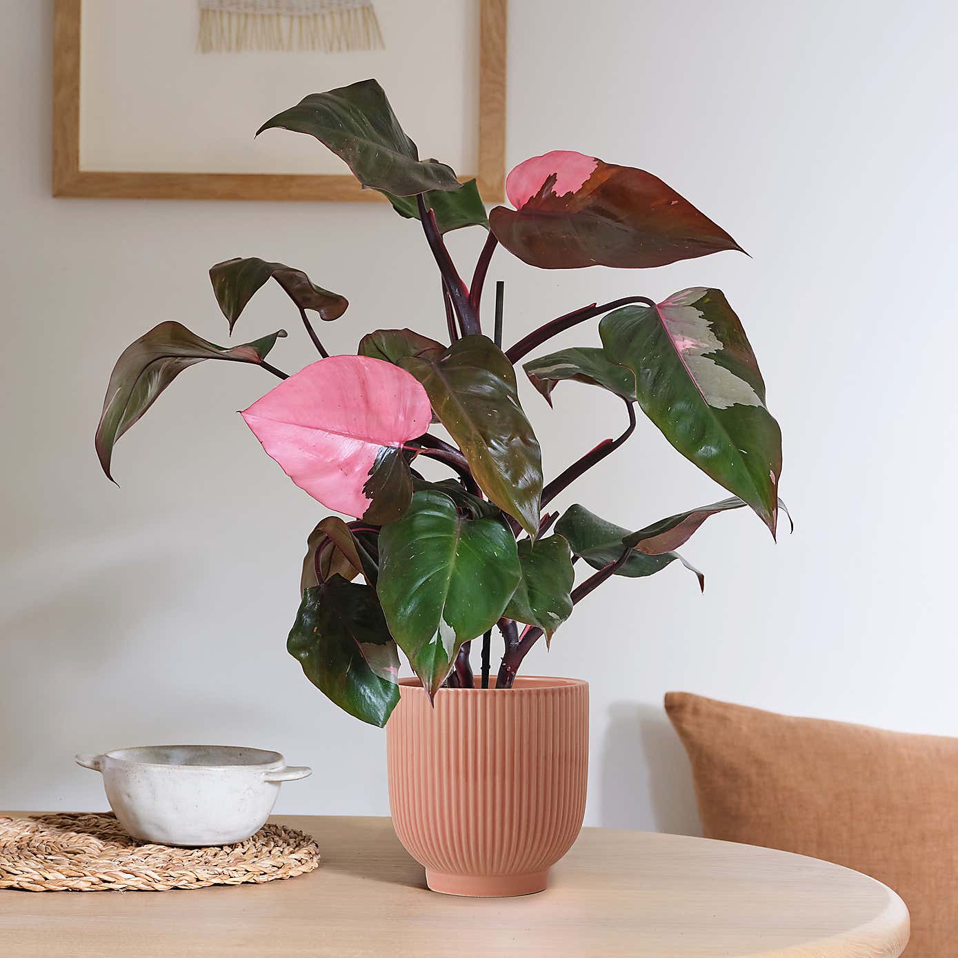 Philodendron Pink Princess in Ribbed Ceramic Pot