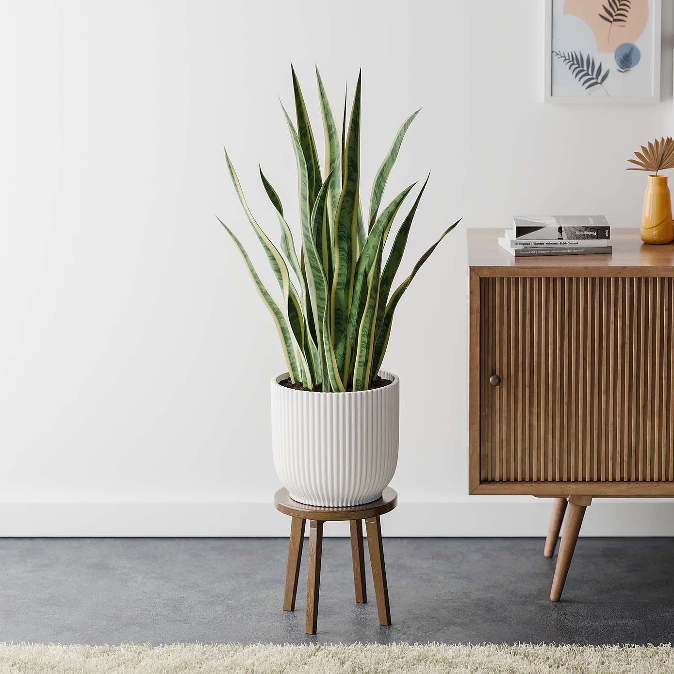 Beards & Daisies Snake Plant House Plant in Vibes Pot