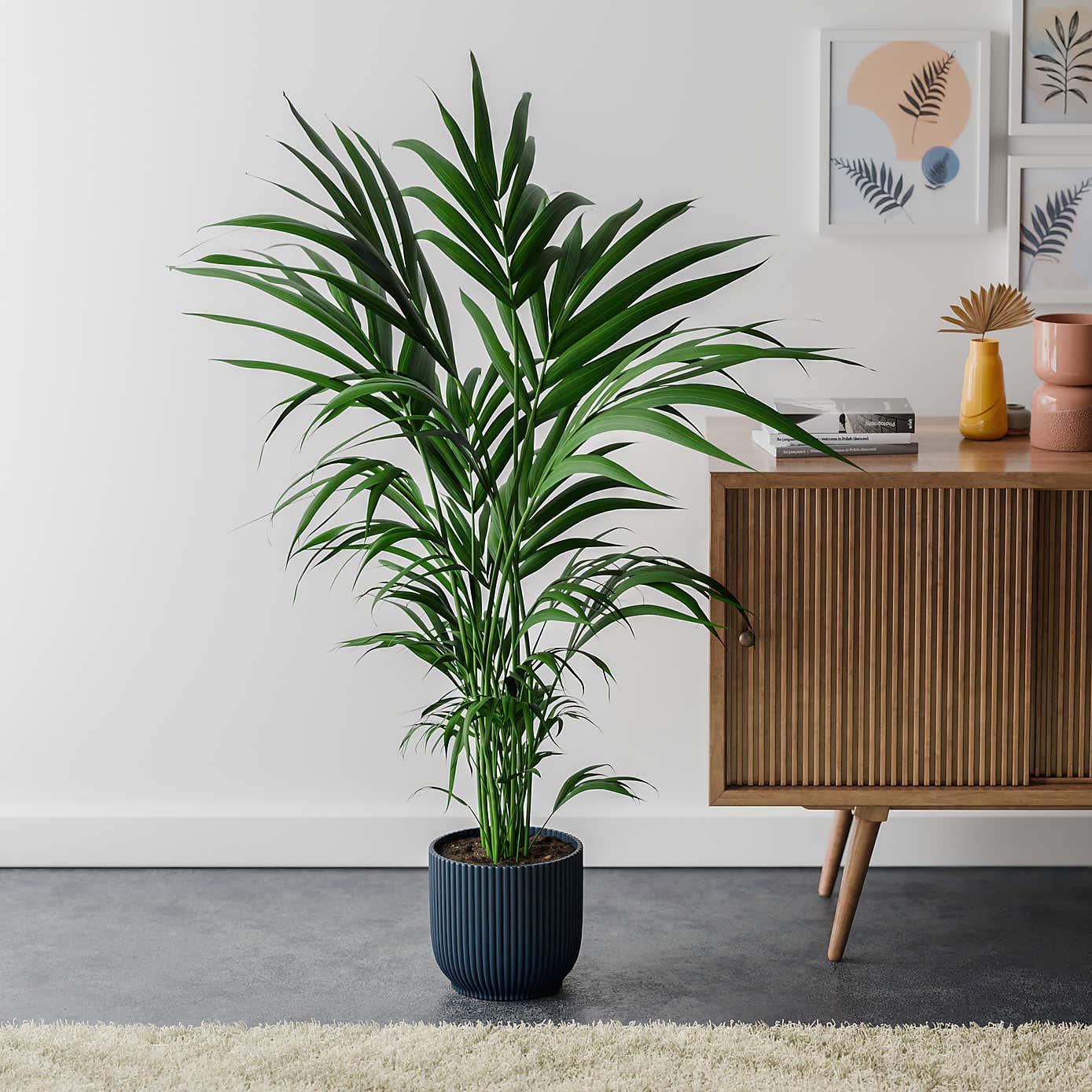 Kentia Palm House Plant in Elho Pot