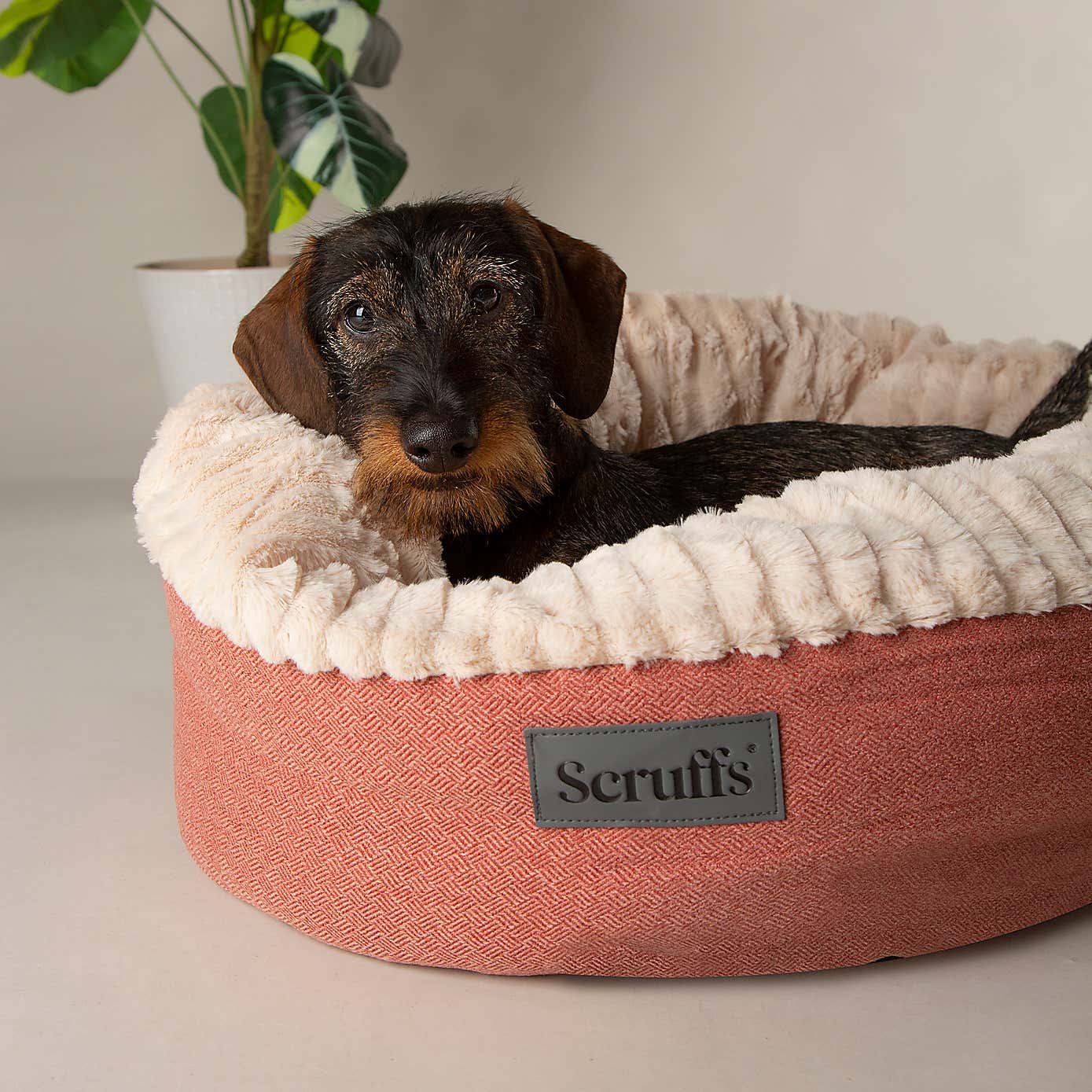 Scruffs Ellen Donut Pet Bed