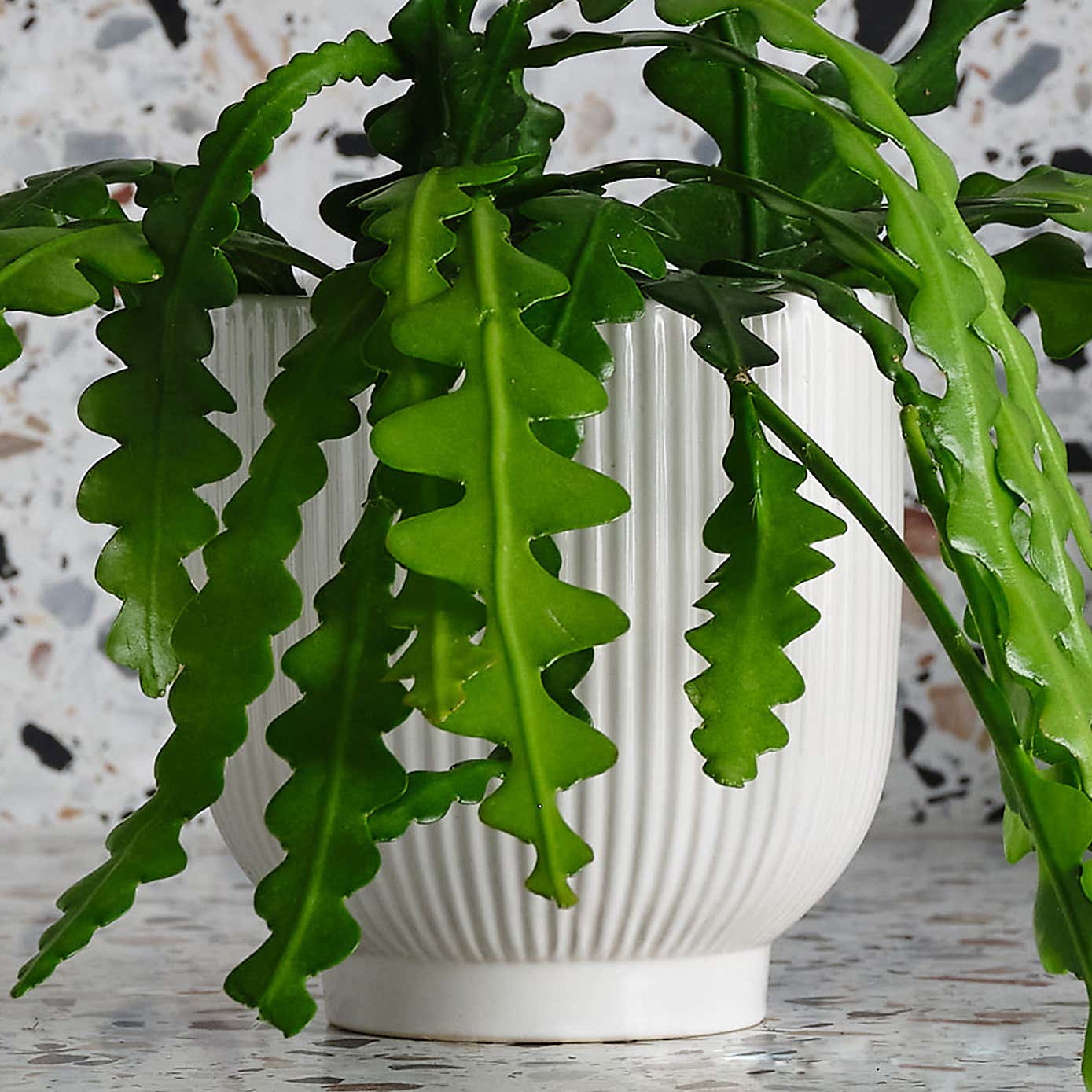 Fishbone Cactus House Plant in Ribbed Pot