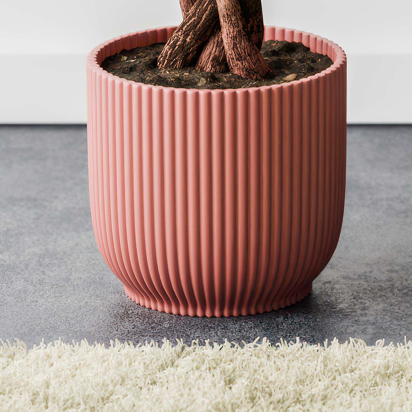 Money Tree House Plant in Elho Pot