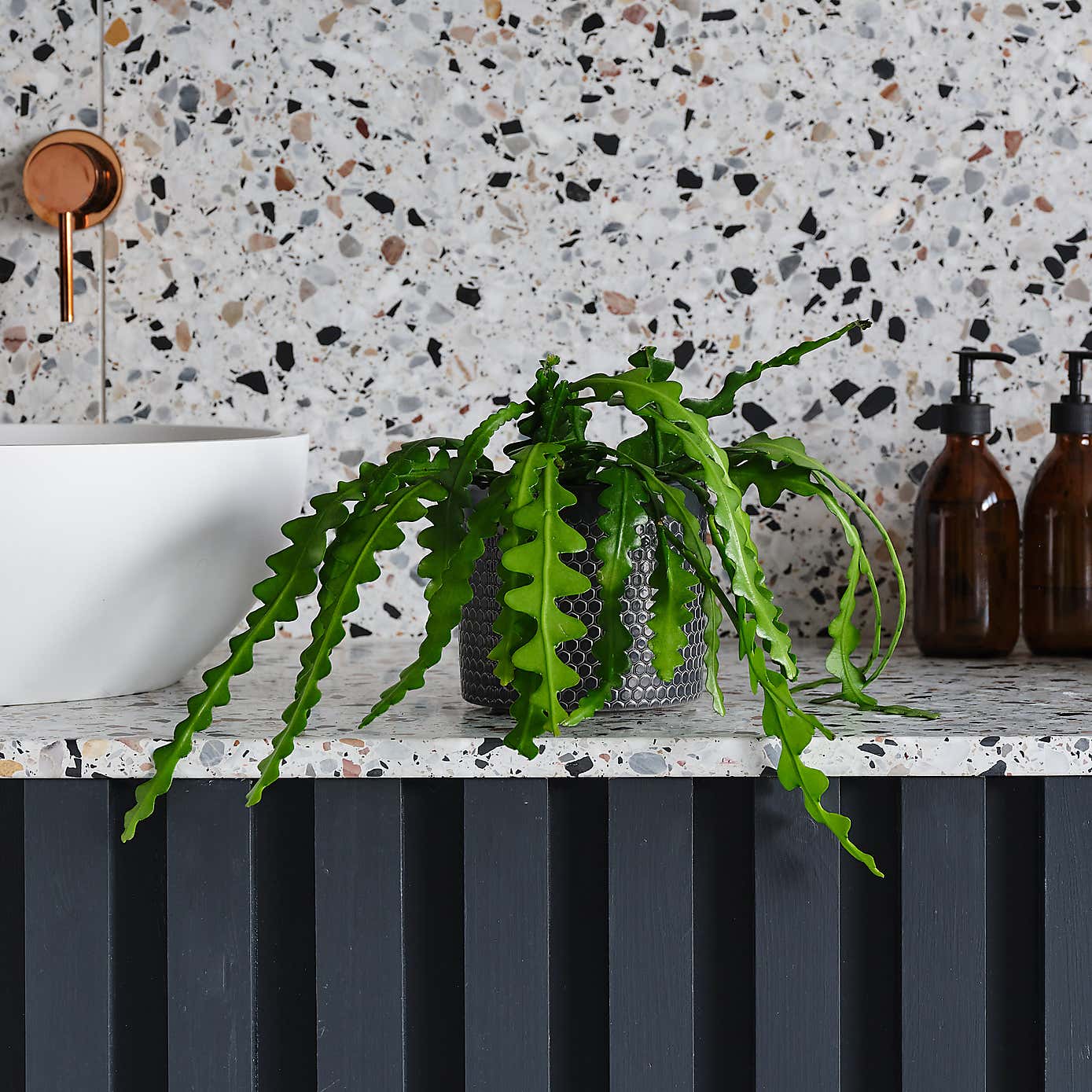 Fishbone Cactus House Plant in Capri Pot