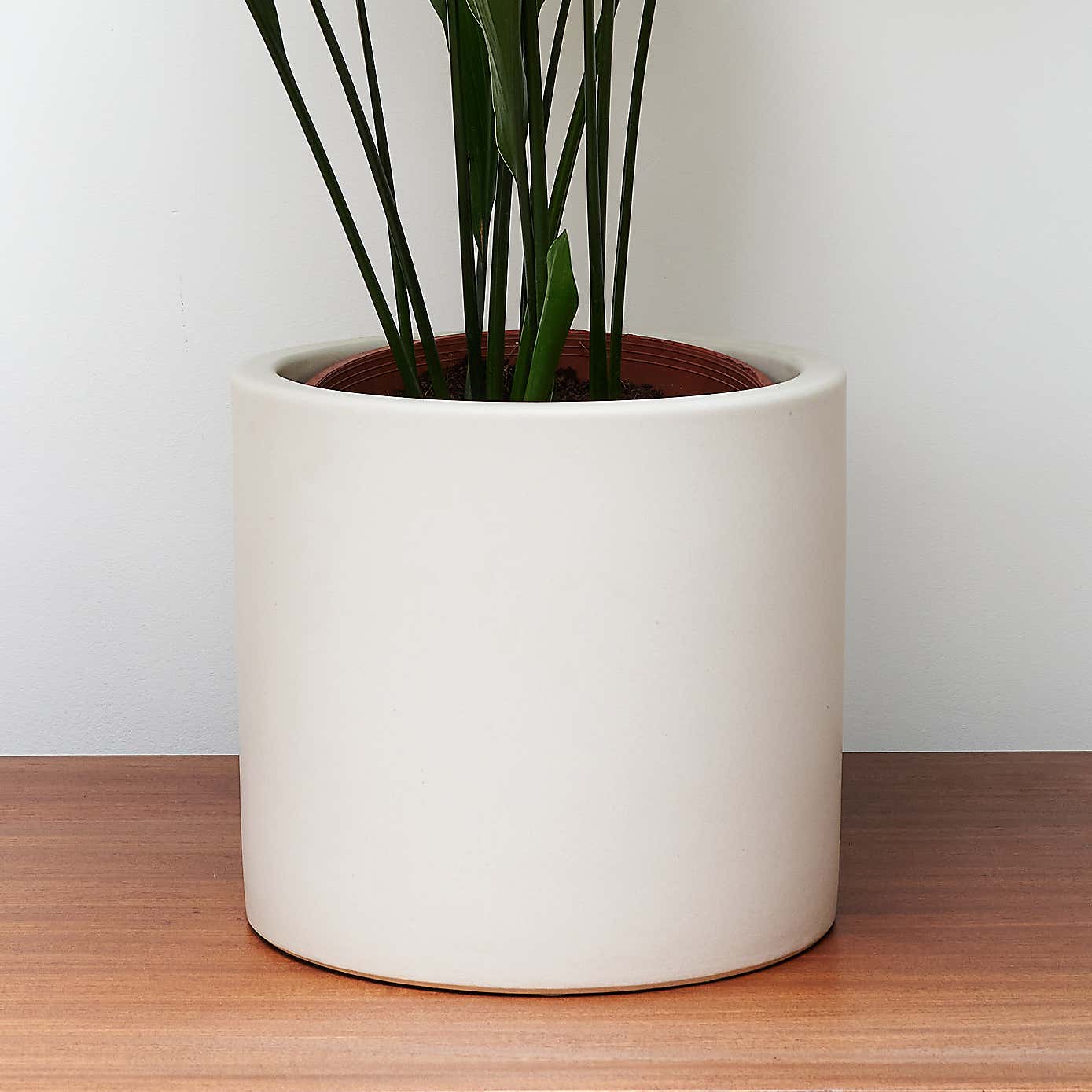 Beards & Daisies Cast Iron House Plant in Earthenware Pot