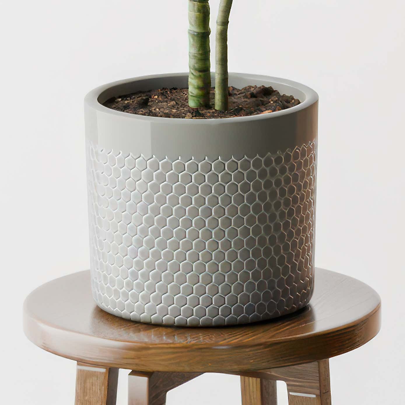 Beards & Daisies Dracaena Warneckei House Plant in Capri Pot