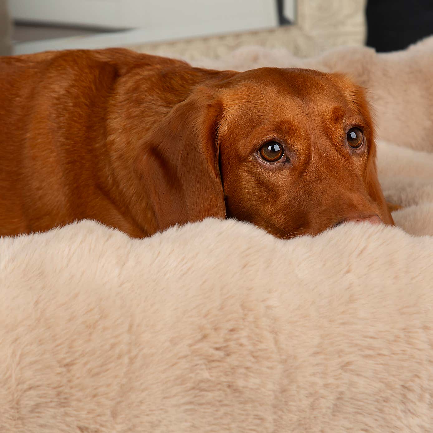 Scruffs Luxurious Alpine Dog Box Bed