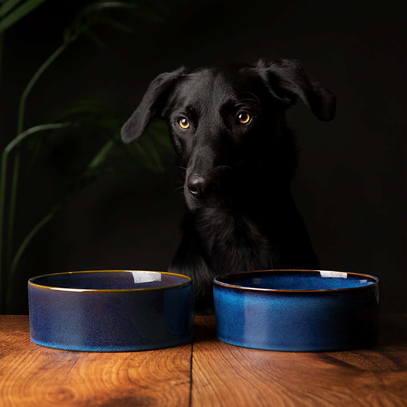 Set of 2 Scruffs Reactive Bowls