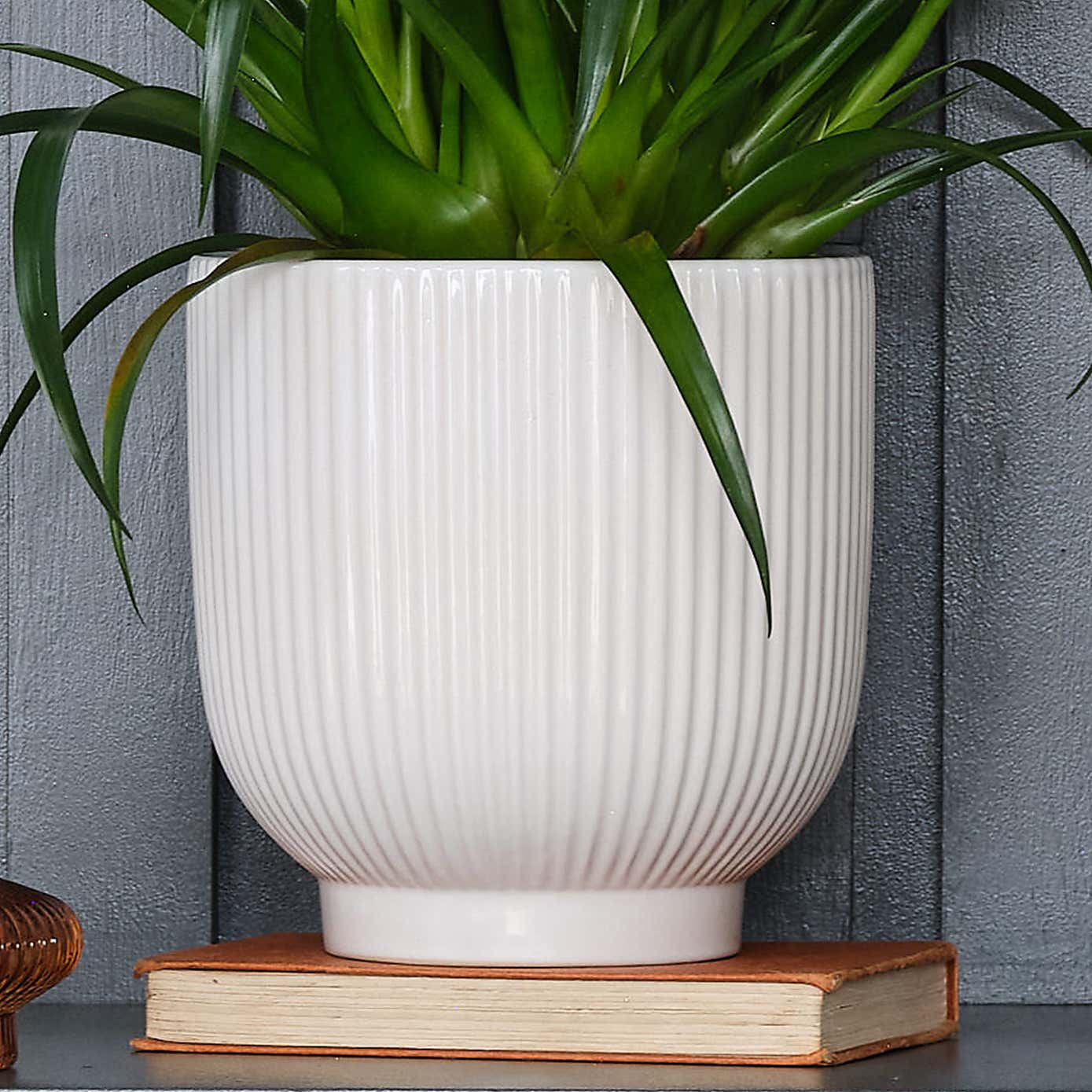 Vriesea Astrid House Plant in Ribbed Pot