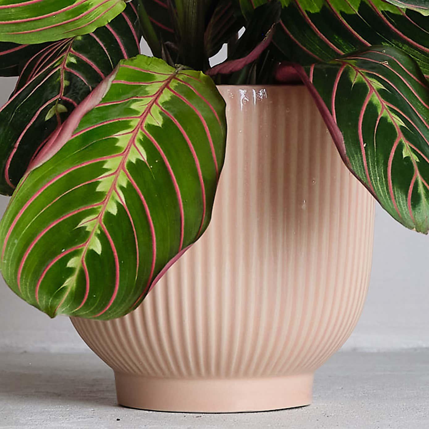 Prayer House Plant in Ribbed Pot