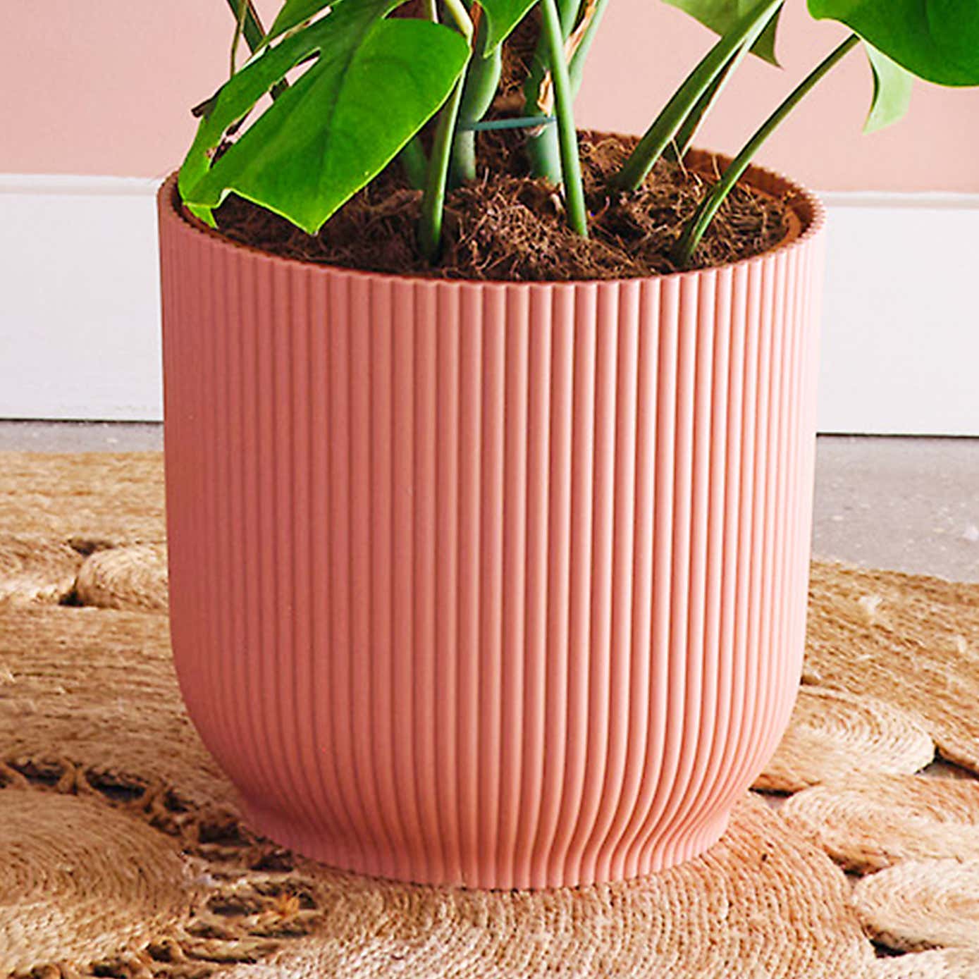 Swiss Cheese House Plant in Elho Pot